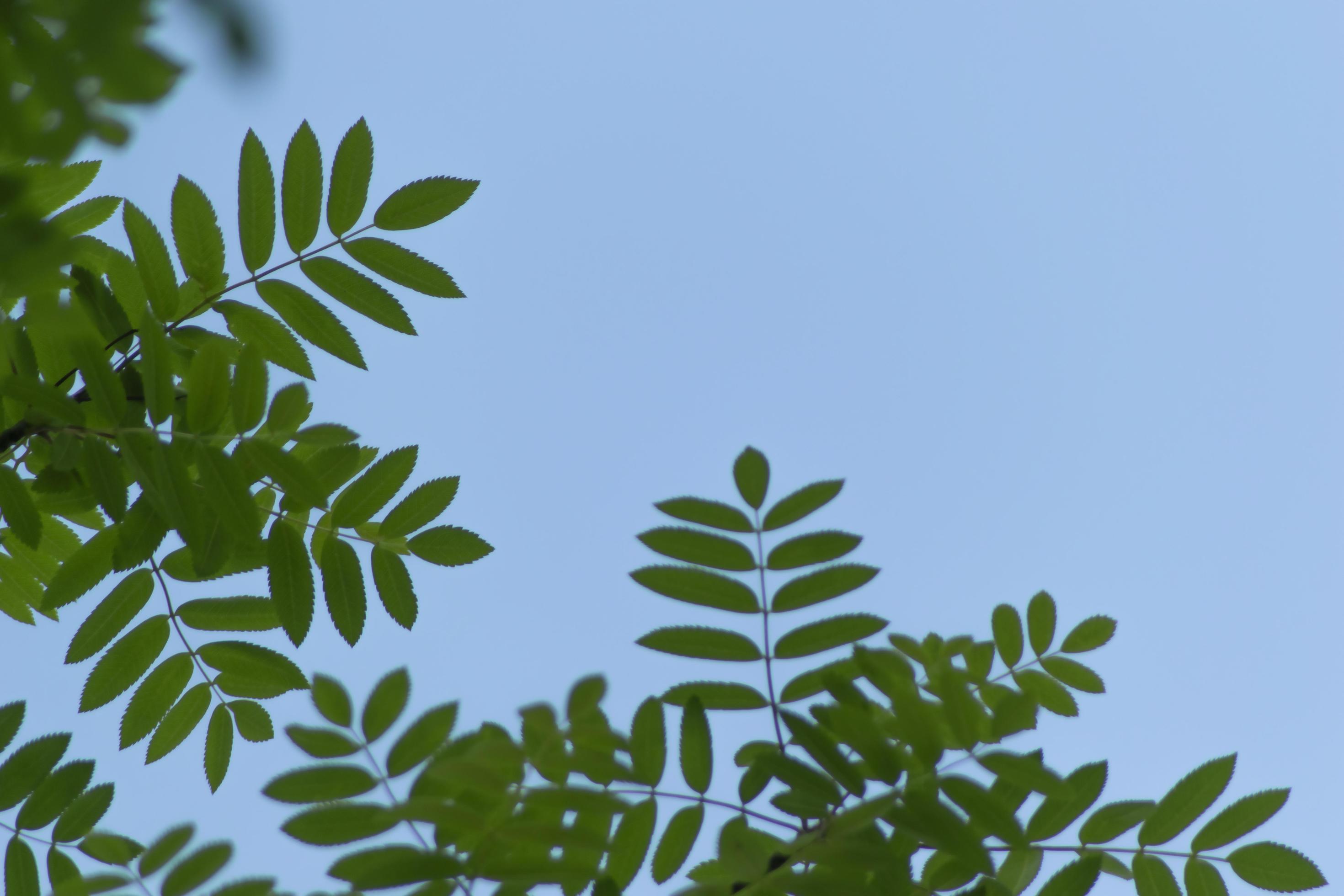 abstract green bokeh nature leaves texture on blue sky background Stock Free