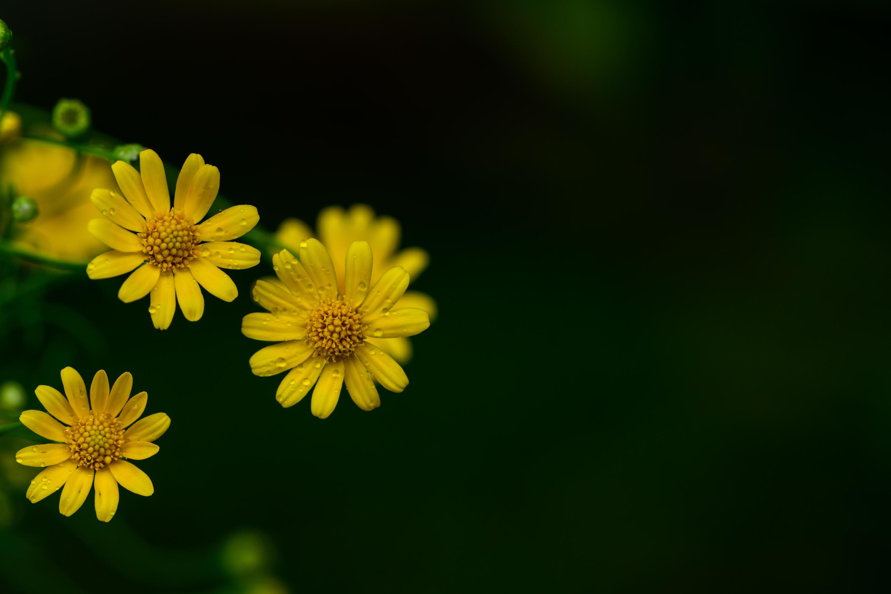 yellow Common daisy flower on nature background, Stock Free