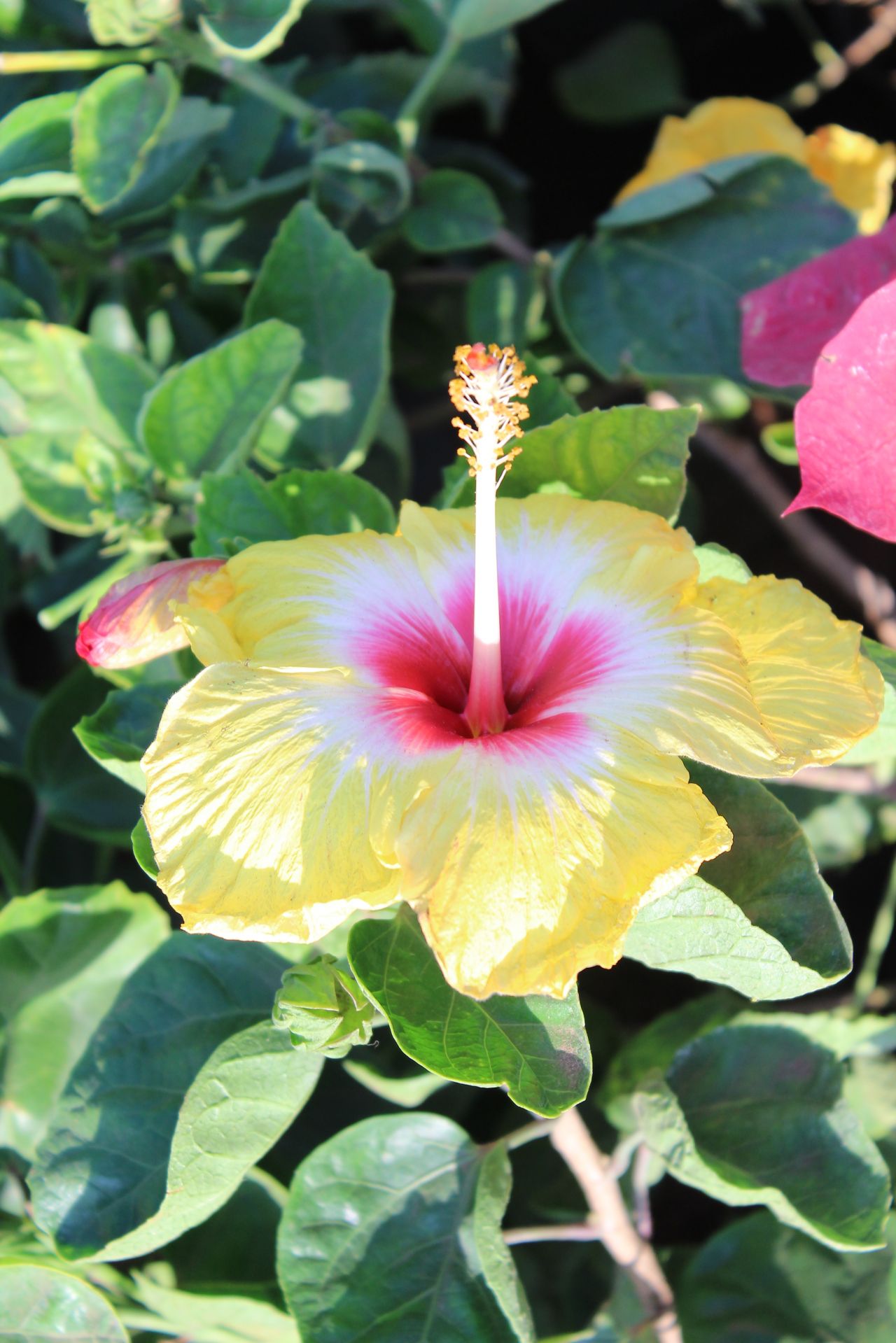 Yellow Pink Hibiscus Stock Free