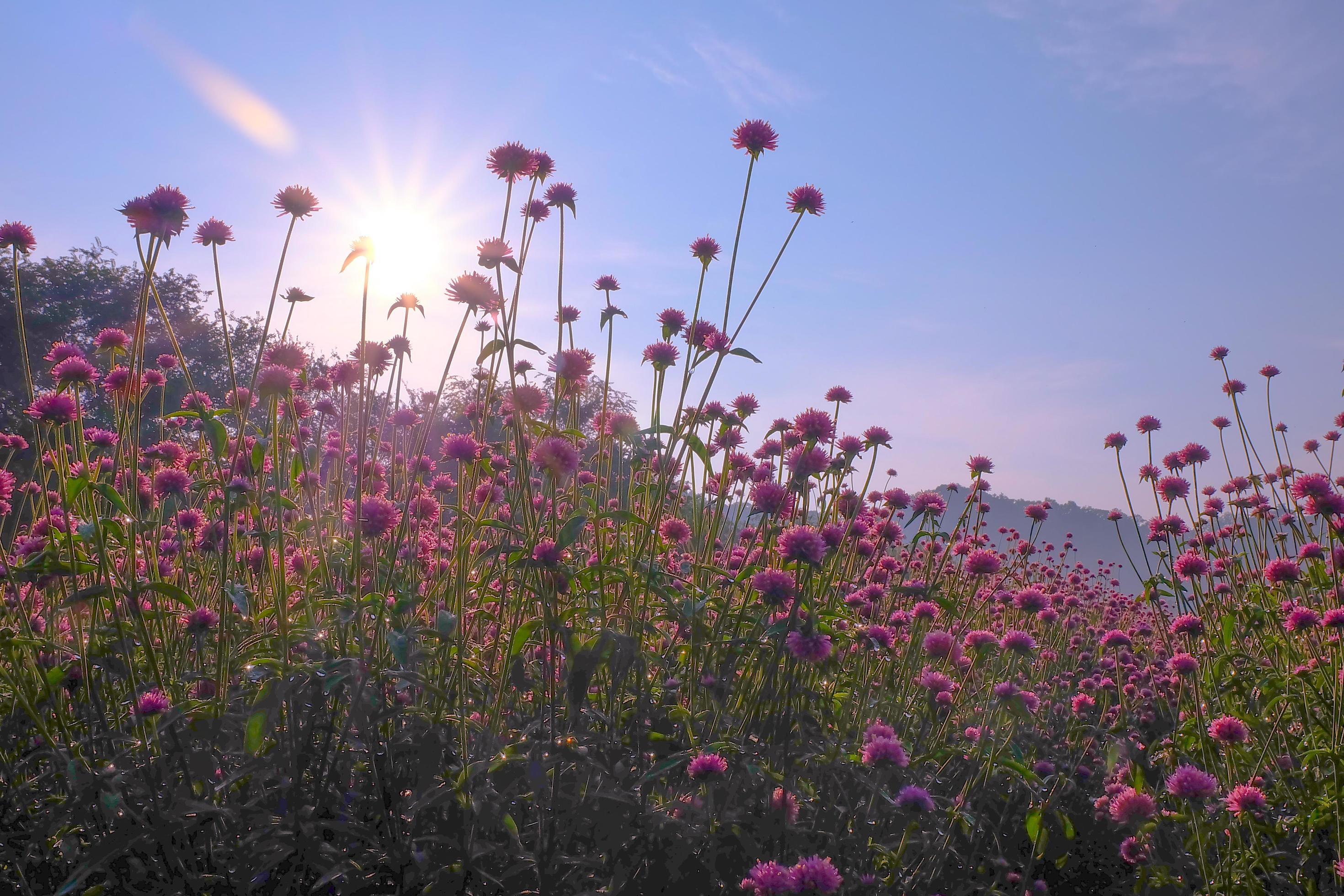 pink amaranth flower blossom on field, Beautiful growing and flowers on meadow blooming in the morning.Soft pastel on nature bokeh background Stock Free