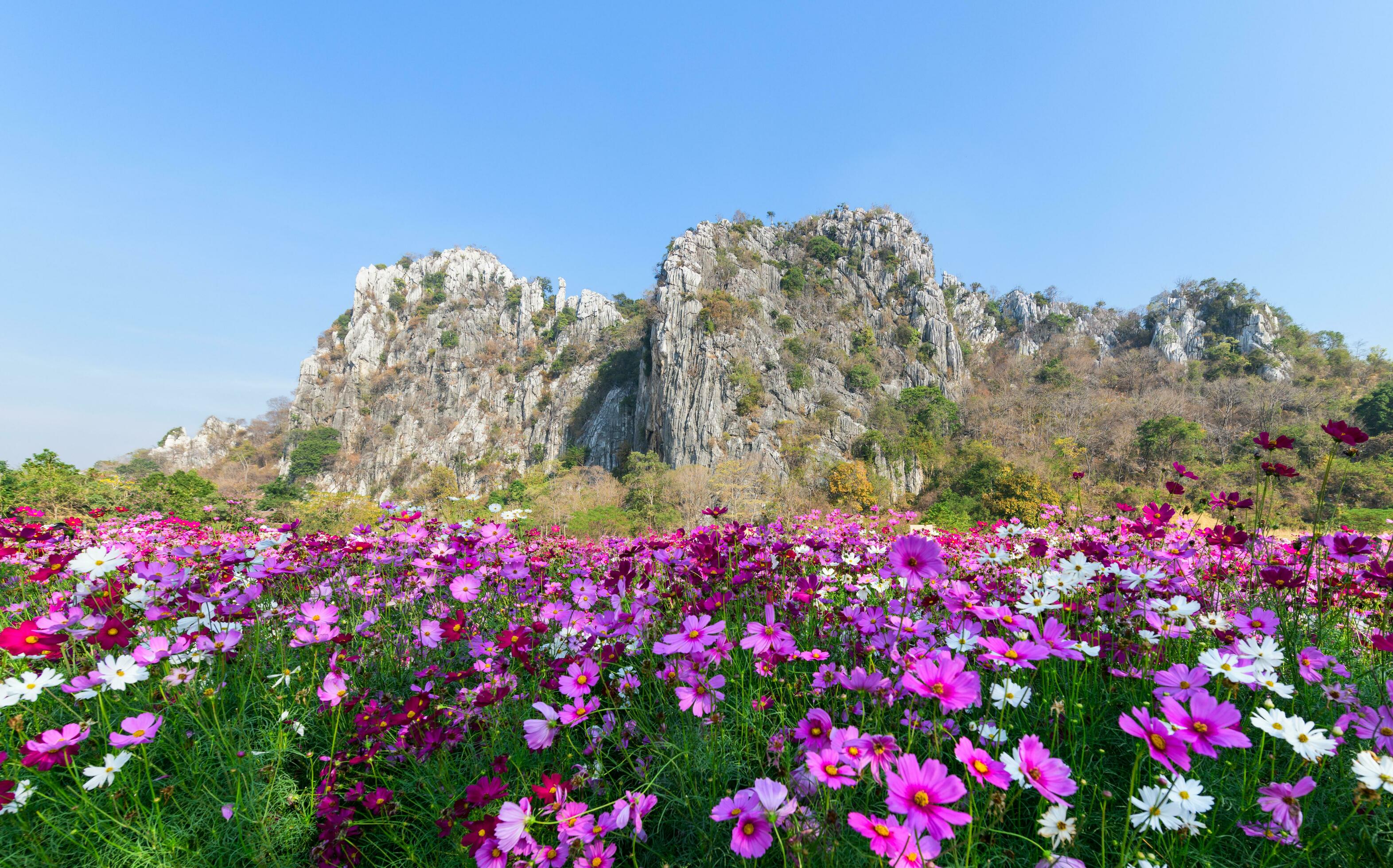 Beautiful cosmos flower blooming in cosmos field Stock Free