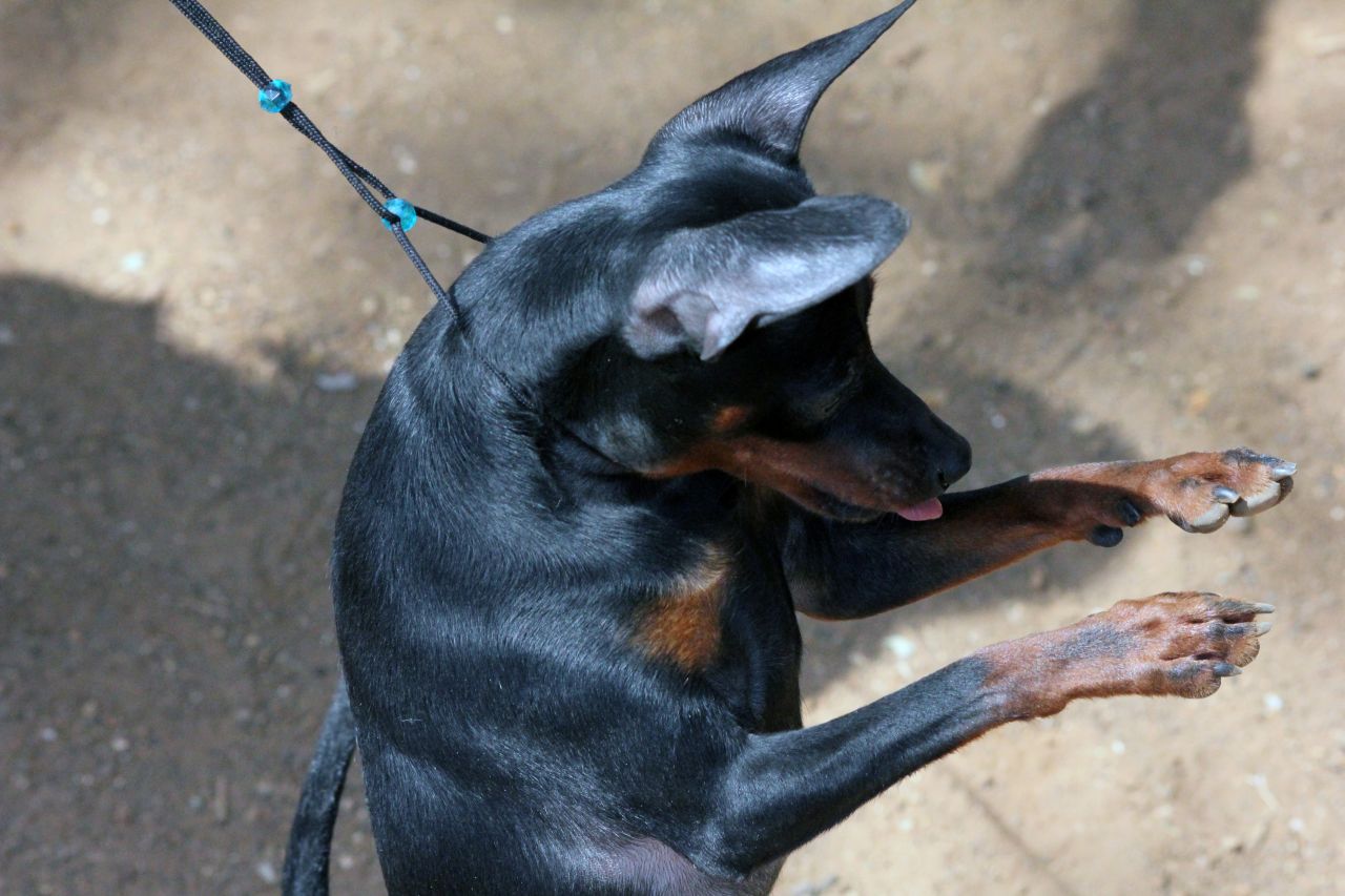 Min Pin Standing On Two Legs Stock Free