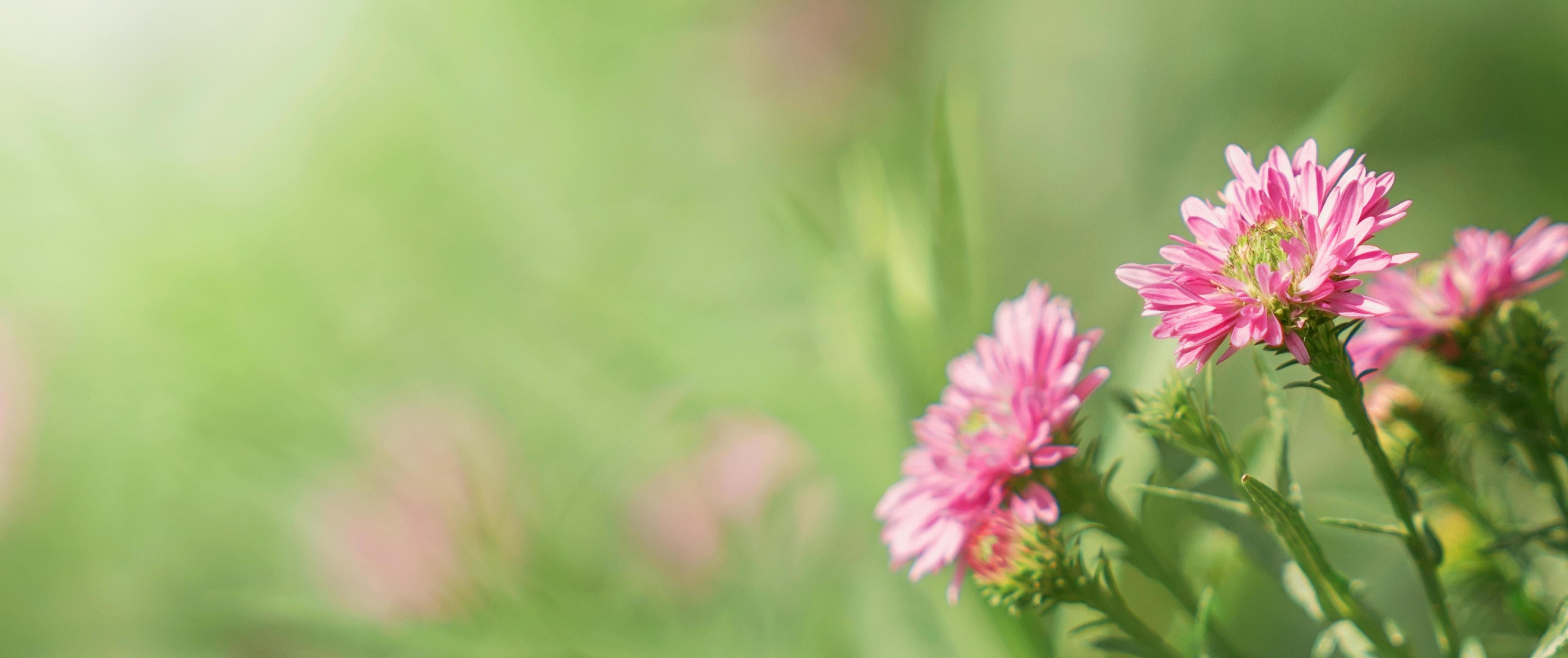 pink flower on green background Stock Free