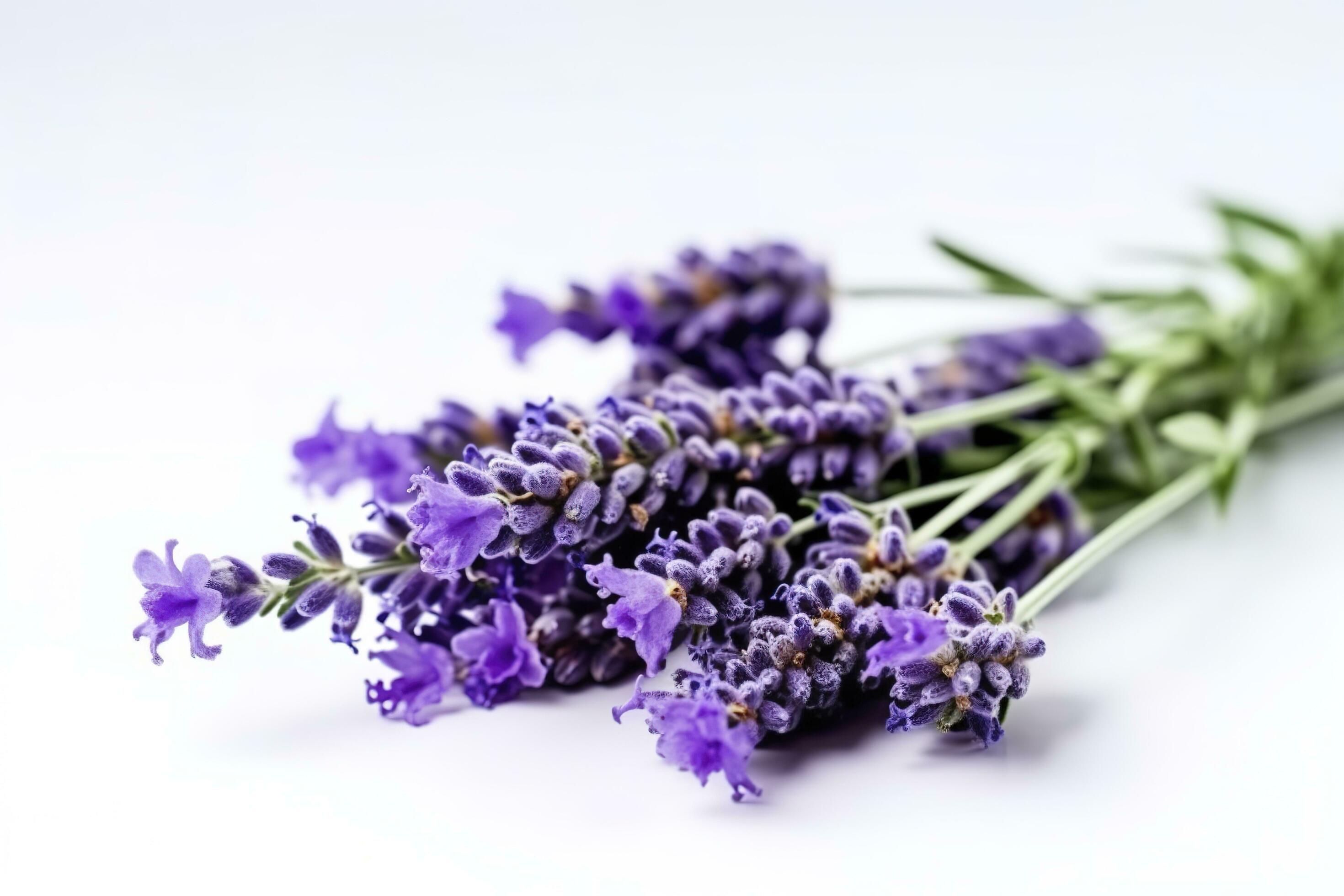 Beautiful lavender flowers on white background, generate ai Stock Free