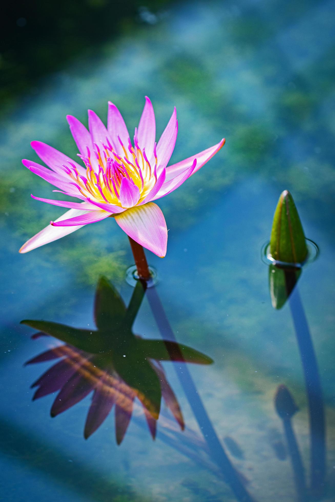 Close up lotus flower Stock Free