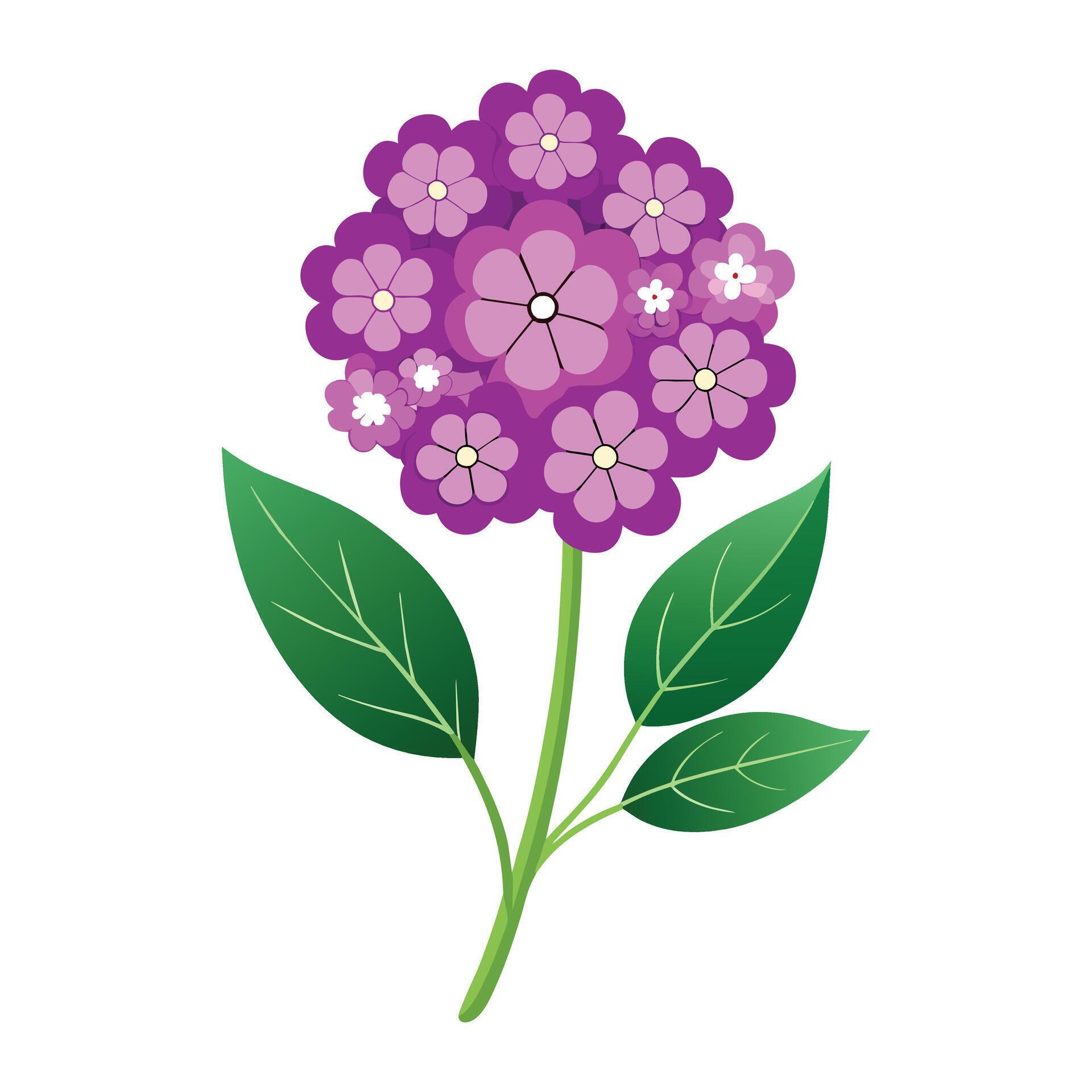 Verbena Flower Illustration on White Background. Stock Free