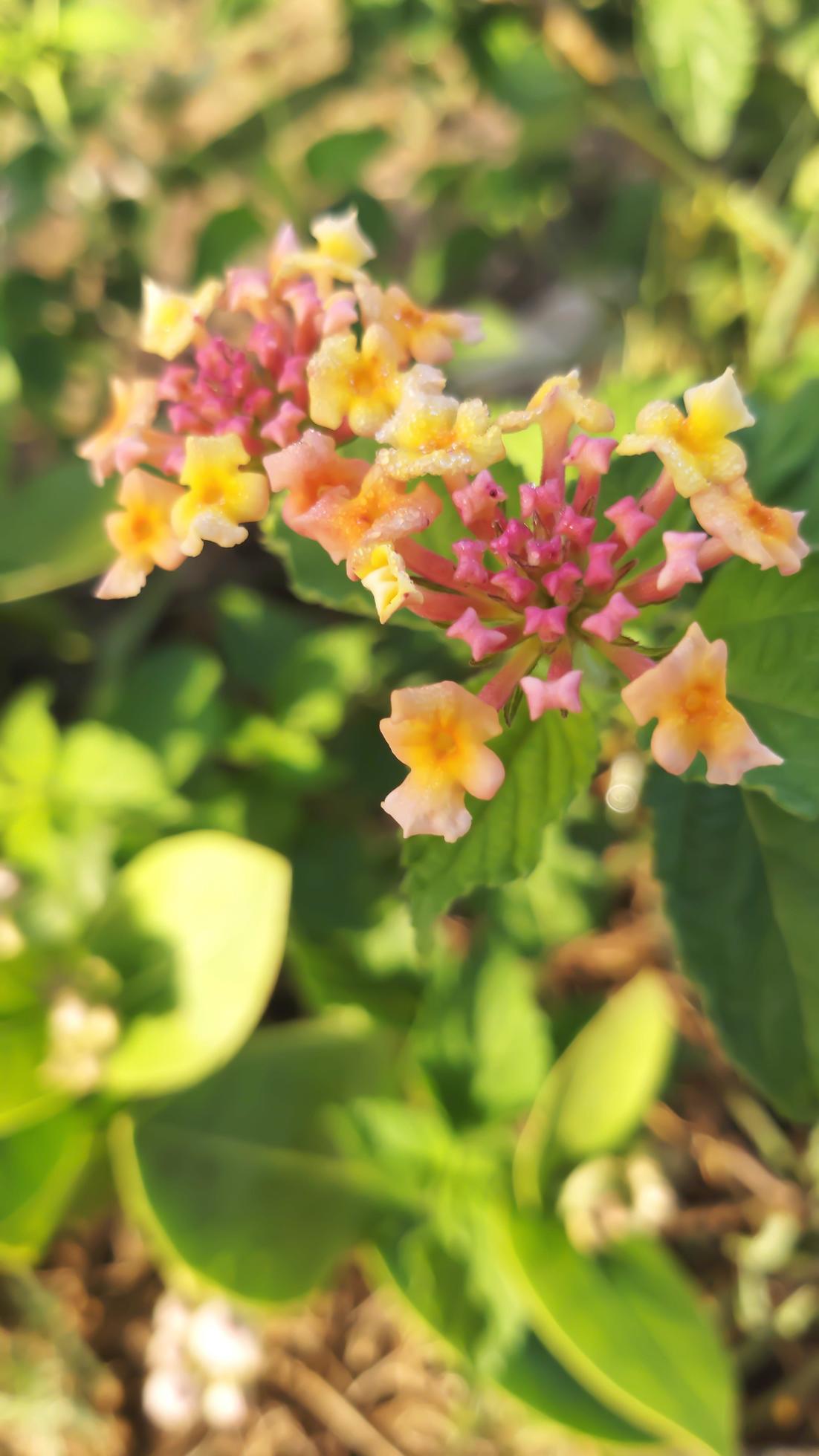 pink and yellow latana flowers blooming beautifully in the garden Stock Free