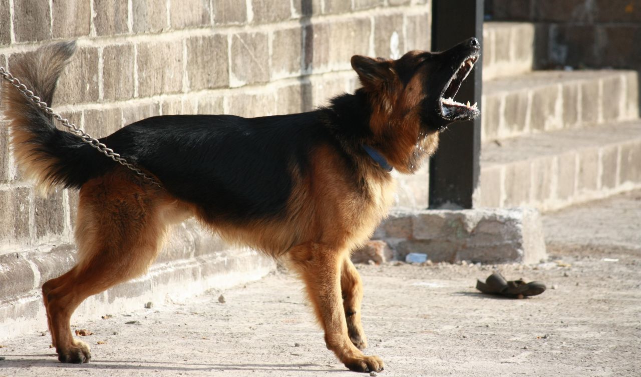 German Shephard Barking Stock Free