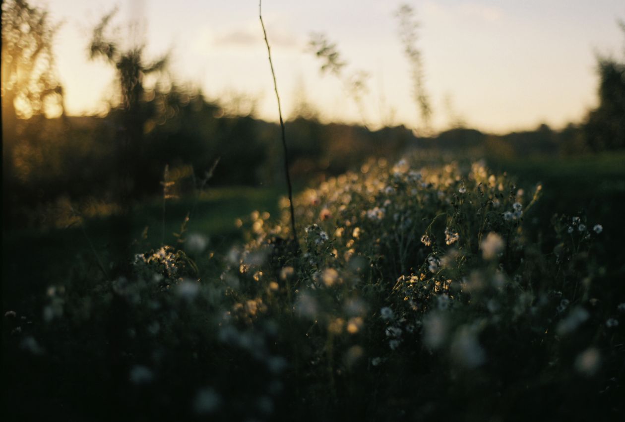 Flowers Stock Free