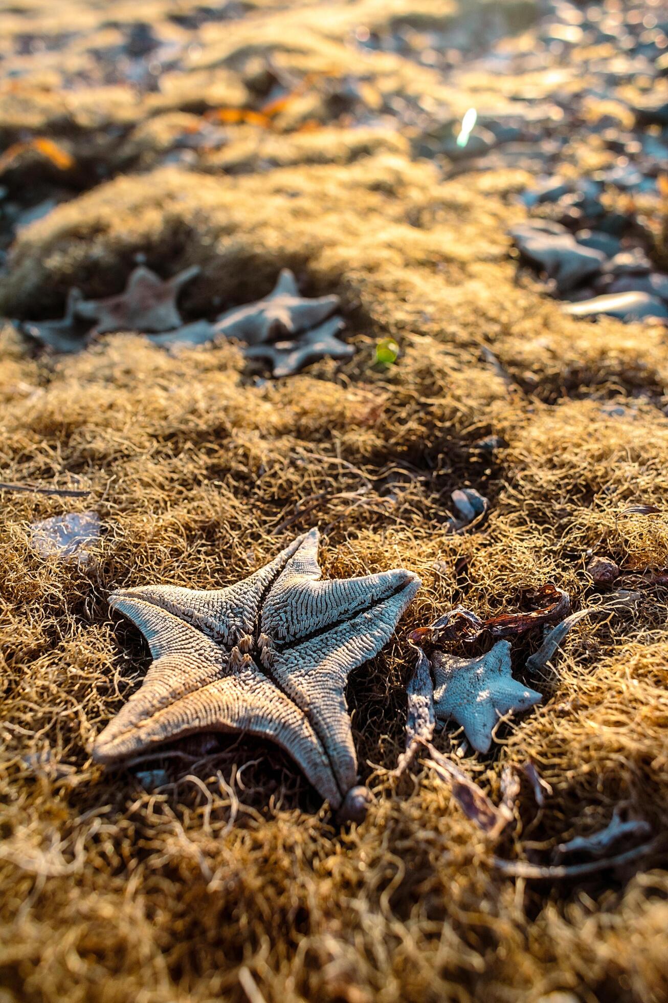 Background of seaweed and starfish on the sandy shore. Background of many starfish on the beach. Stock Free