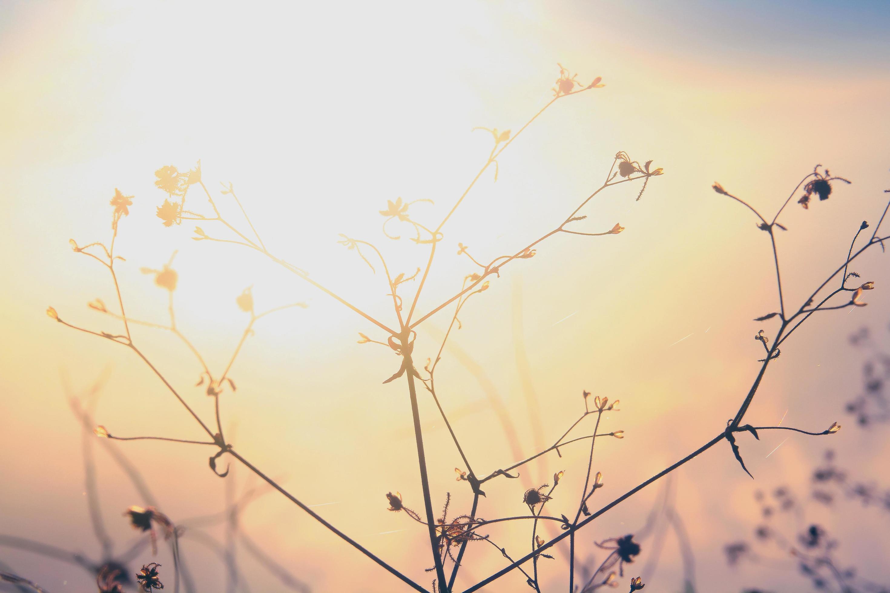 Silhouette golden light with blurred wild grass flowers in sunset blossom in forest. Vintage tone color style. Stock Free