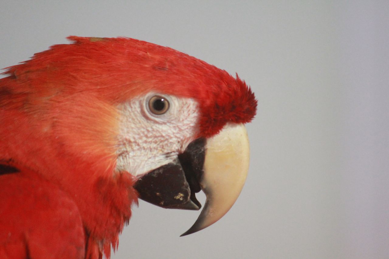 Parrot Red Color Bird Stock Free