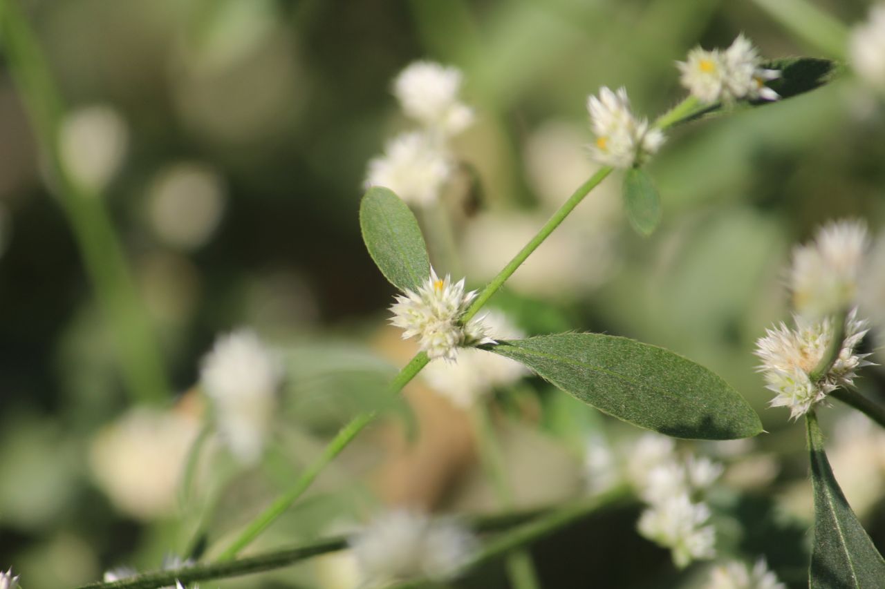 Small White Flowers Garden Stock Free