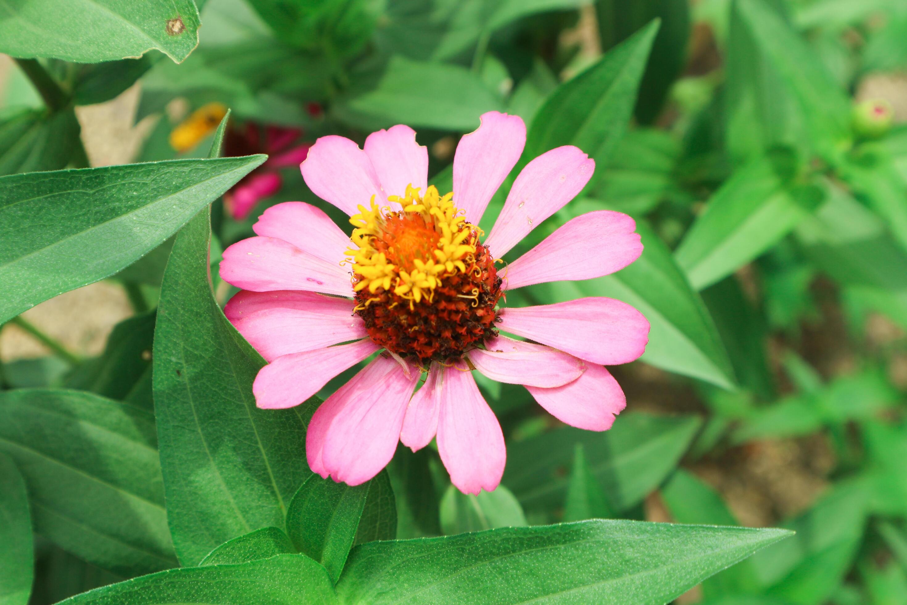 Pink Flower of Peruvian Zinnia , Wild Zinnia Plant or Zinnia Peruviana, Member of the Asteraceae Family Stock Free