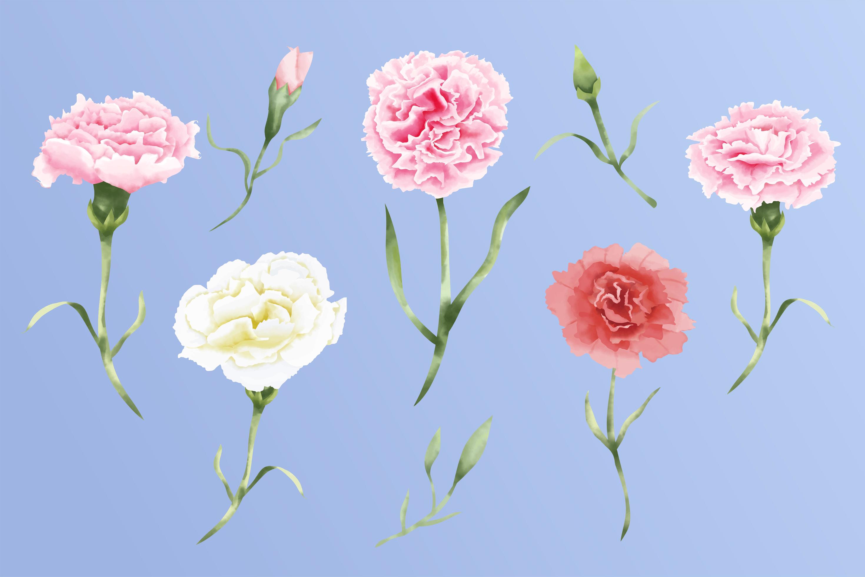 Watercolor carnation flowers set illustration Stock Free