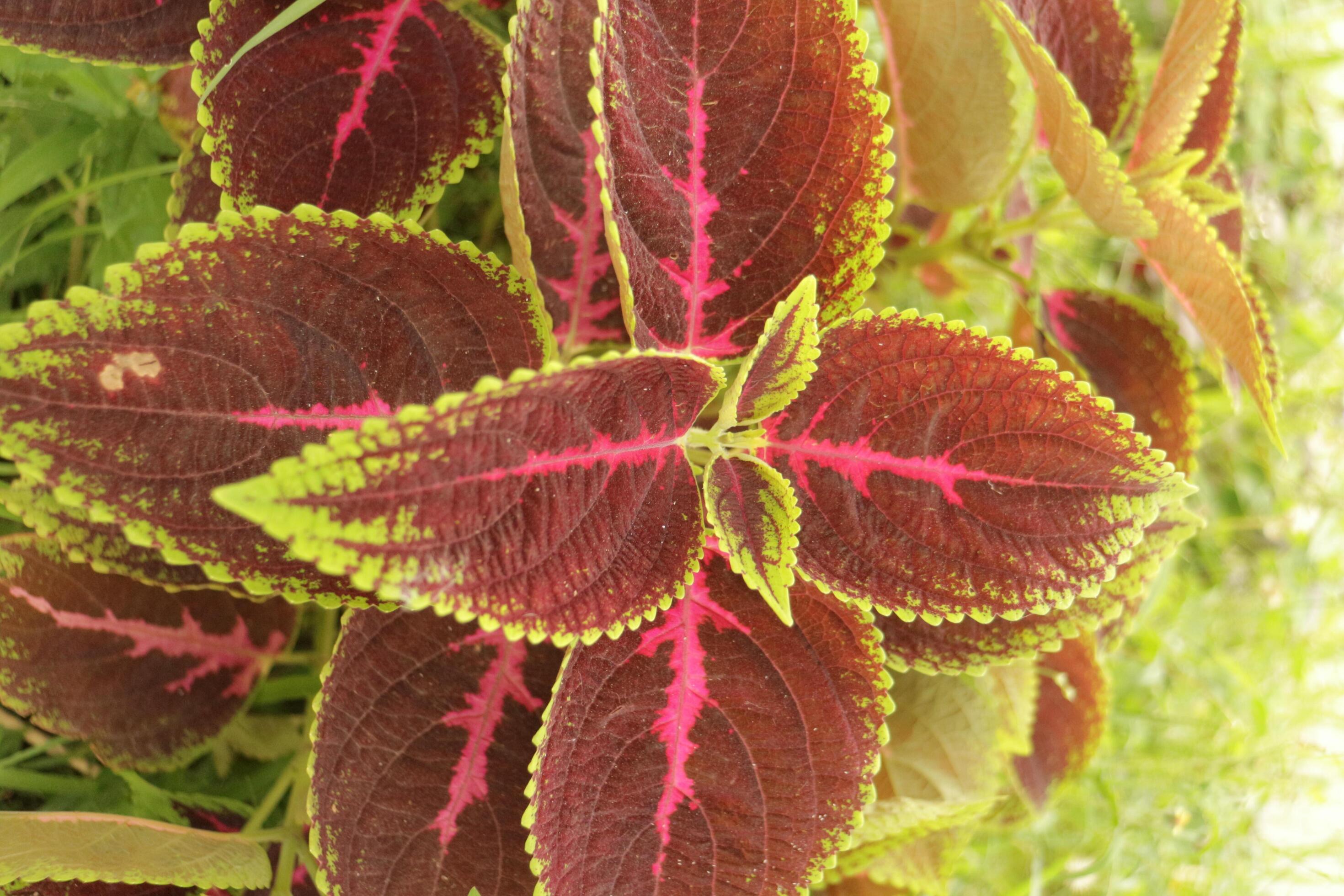 Plectranthus scutellarioides or coleus, a species of flowering plant in the family Lamiaceae Stock Free