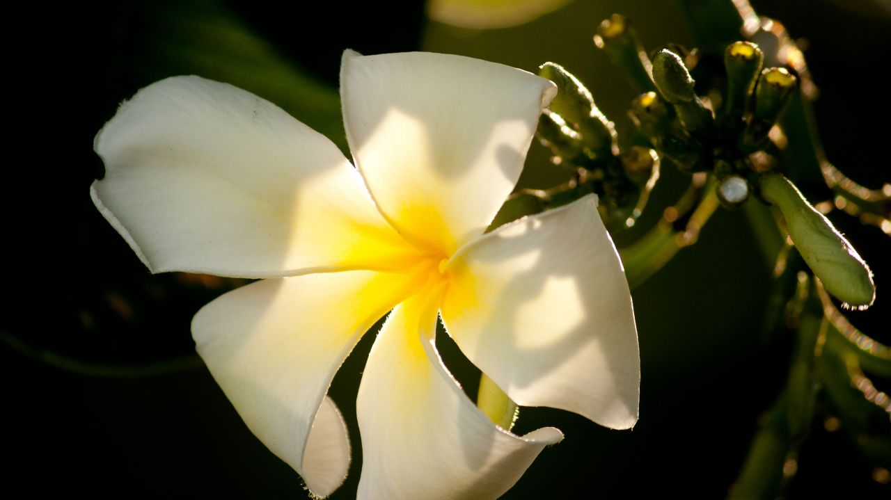 White Flower Beautiful Stock Free