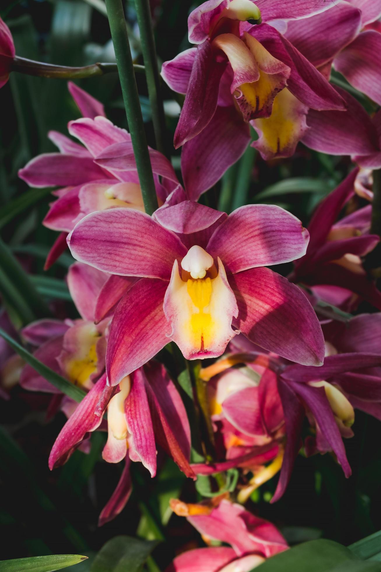 Cymbidium orchids flower in botanic garden floral decoration. Stock Free