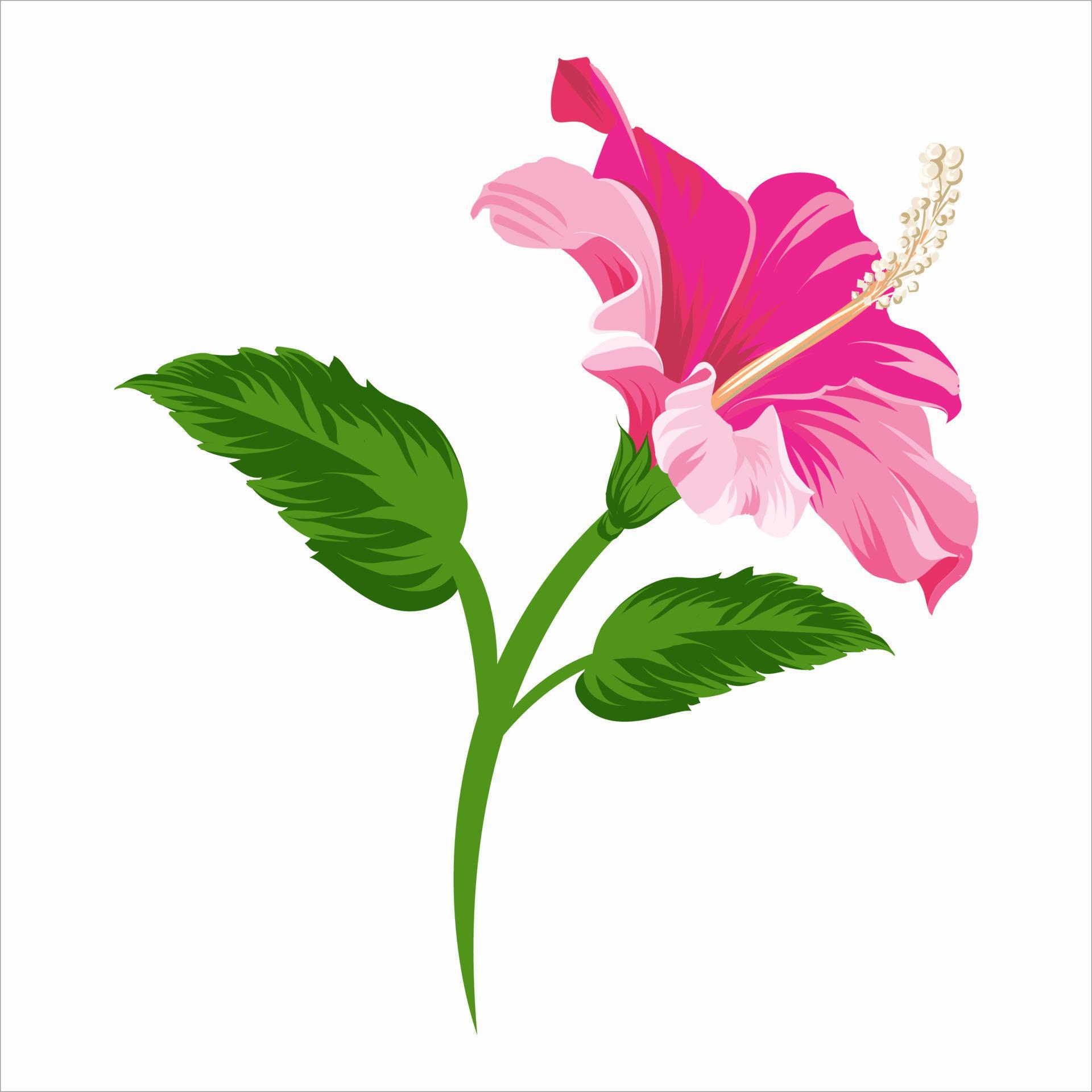 Red hibiscus large flower isolated on white background Vector illustration Stock Free and Free SVG