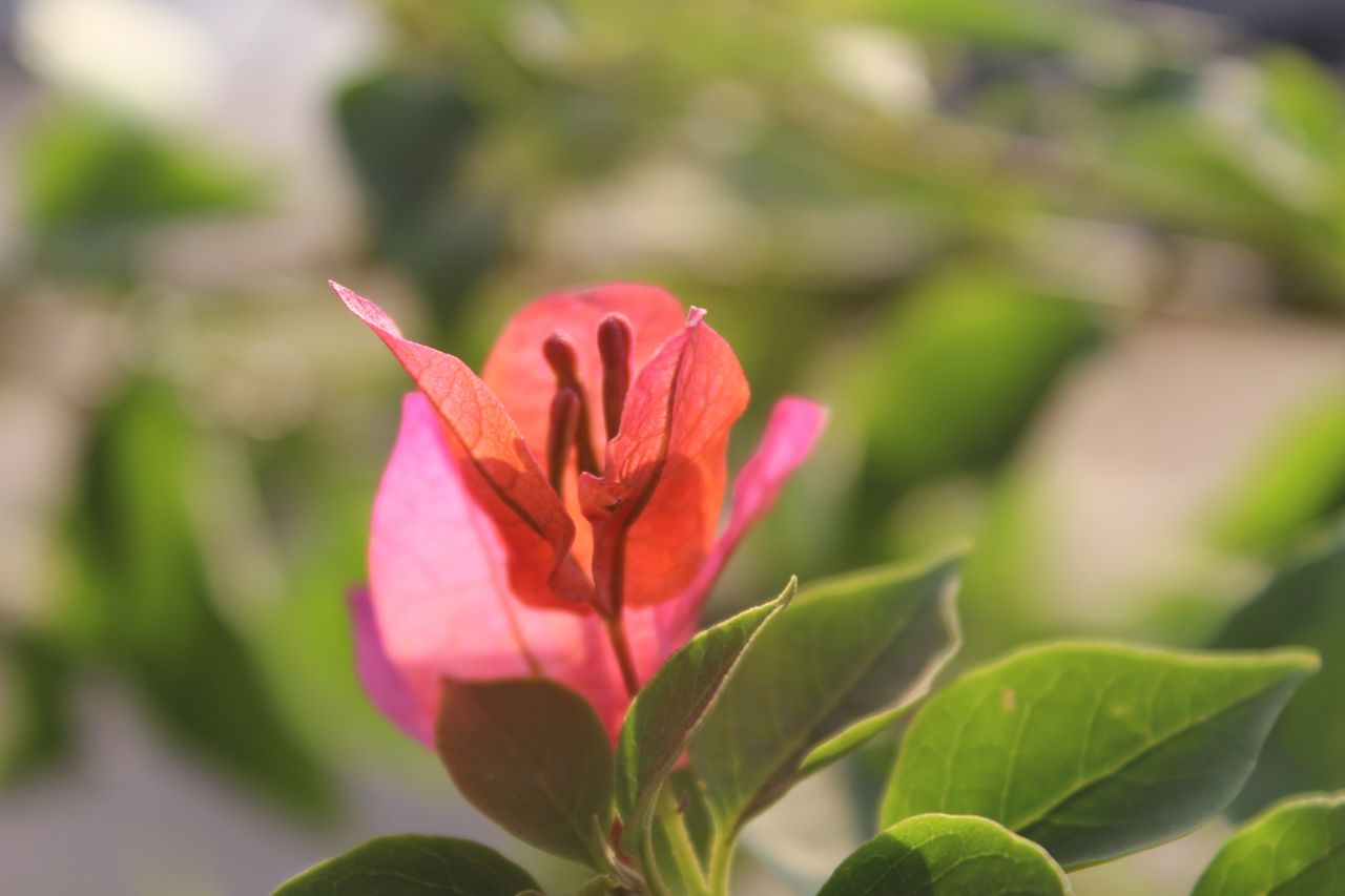 Red Leaf Flower Stock Free