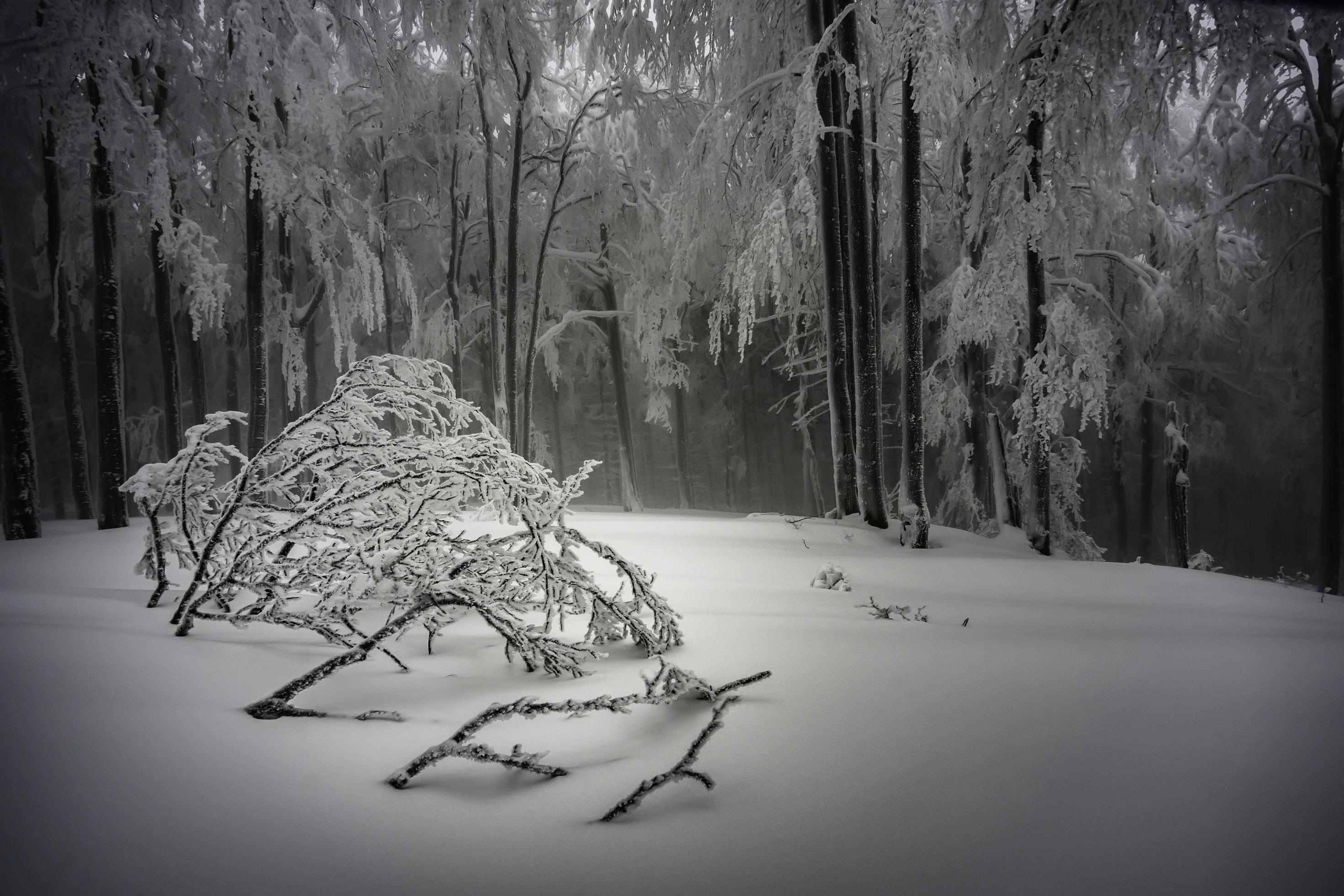 In the winter foggy beech forest Stock Free