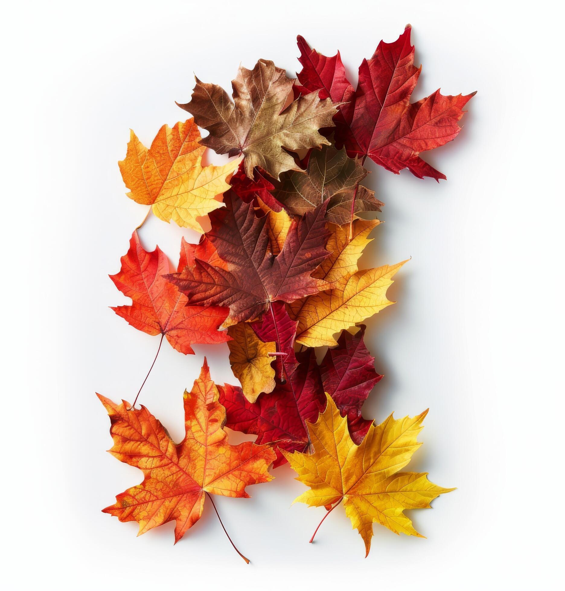 Autumn Leaves Arranged in the Shape of the Number One Against a White Background Stock Free