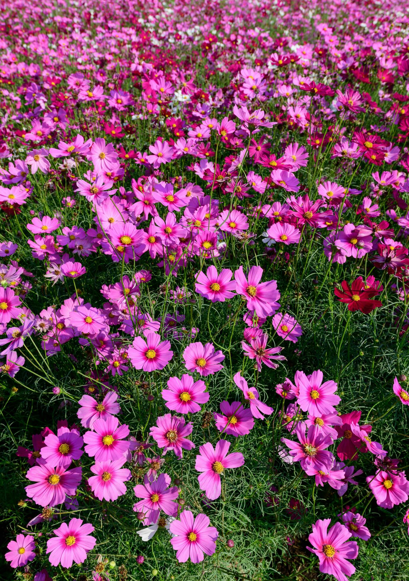 Beautiful cosmos flowers blooming in cosmos field Stock Free