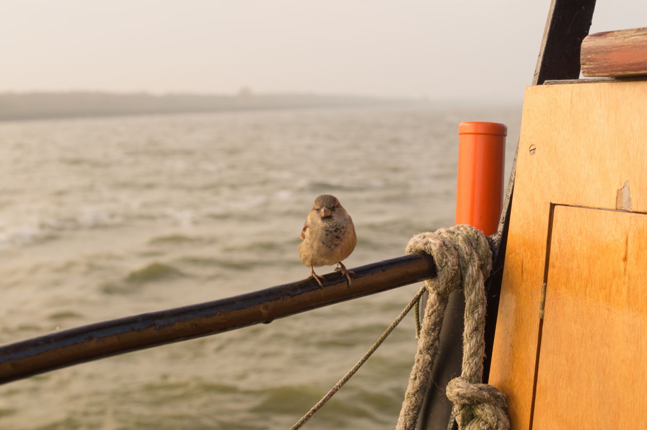 Sparrow on a boat Stock Free