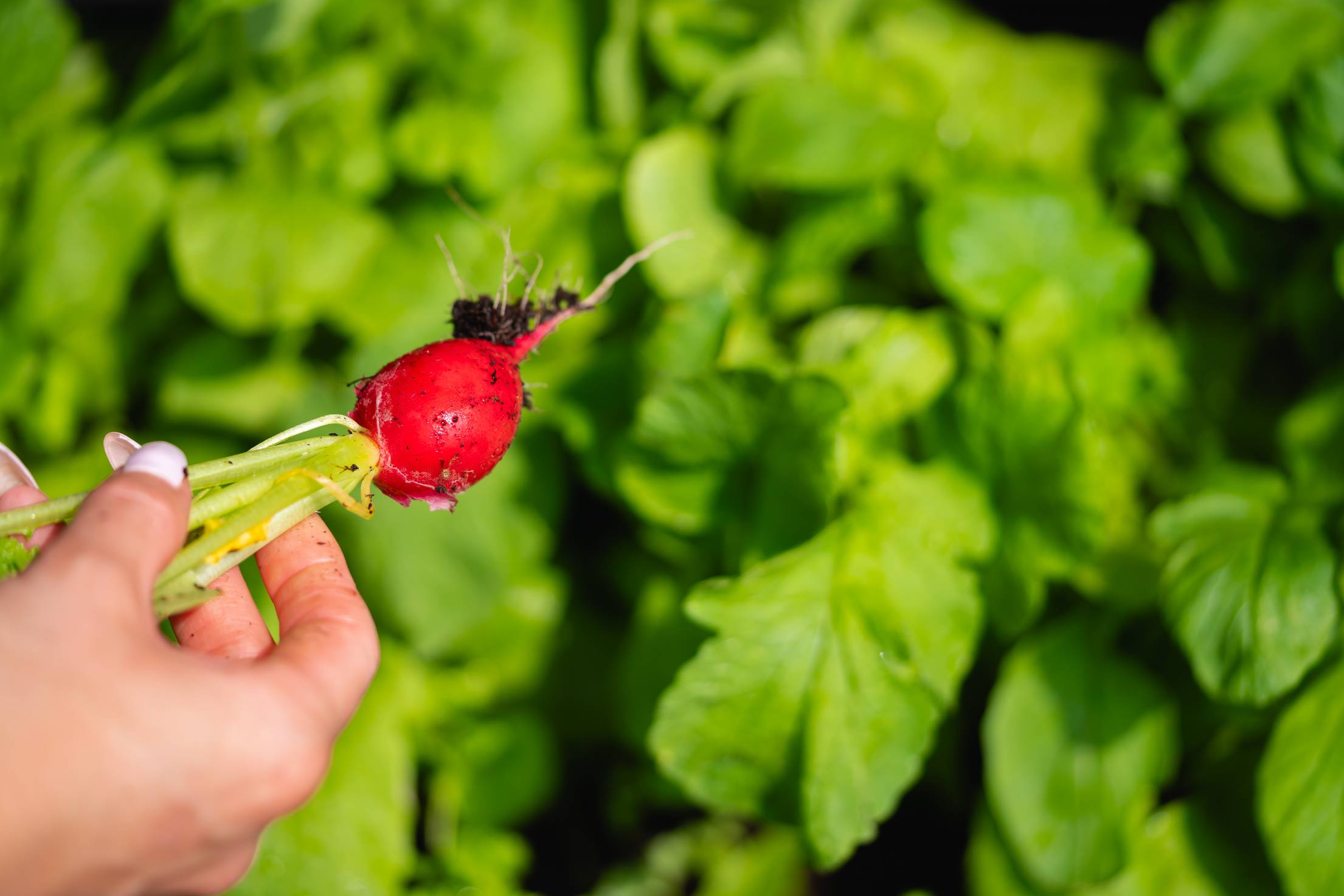 Fresh From The Ground Radish Free Photo