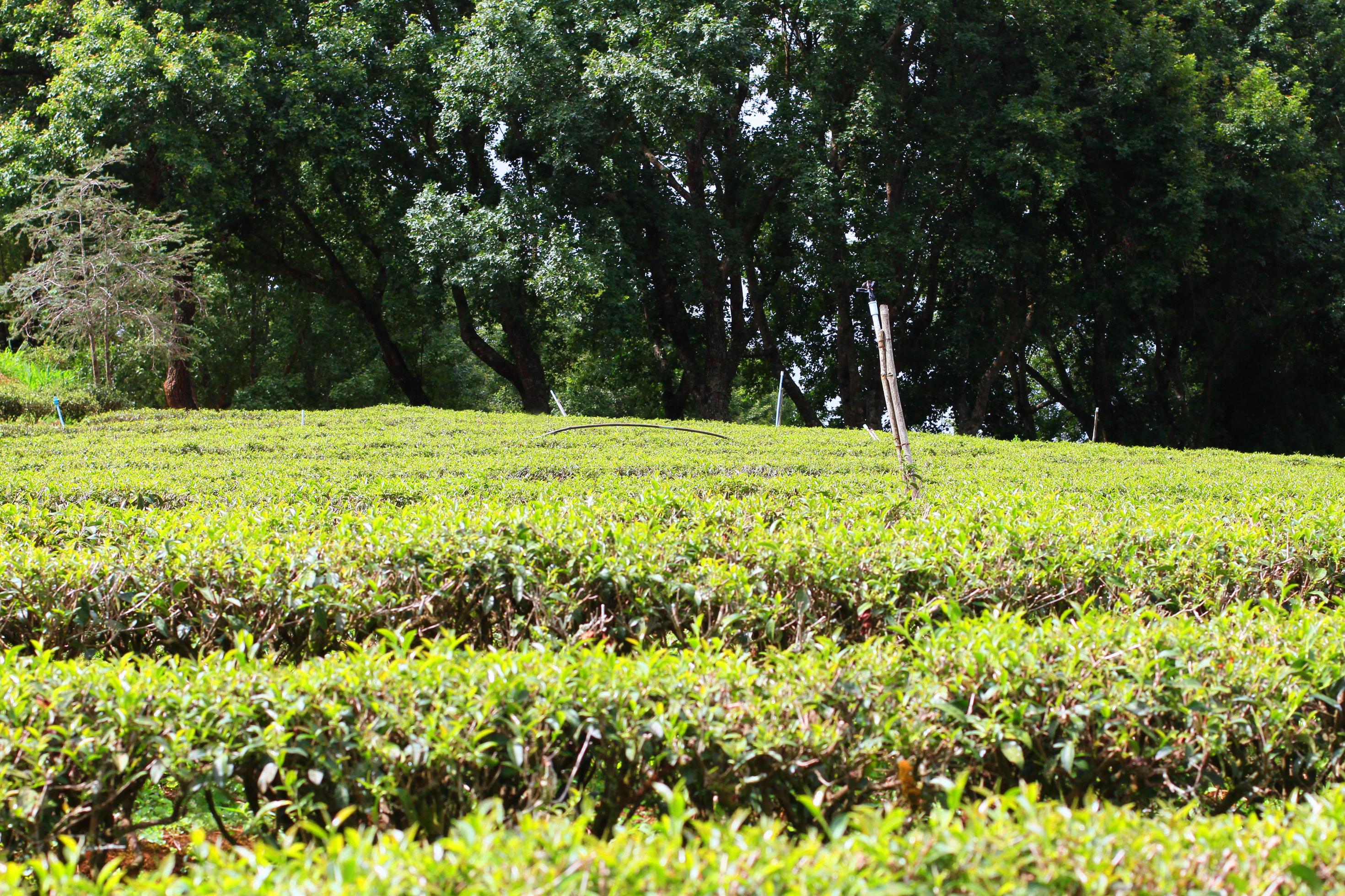 Tea Plantation in sunrise on the mountain and forest in rain season is very beautiful view in Chiangrai Province, Thailand. Stock Free