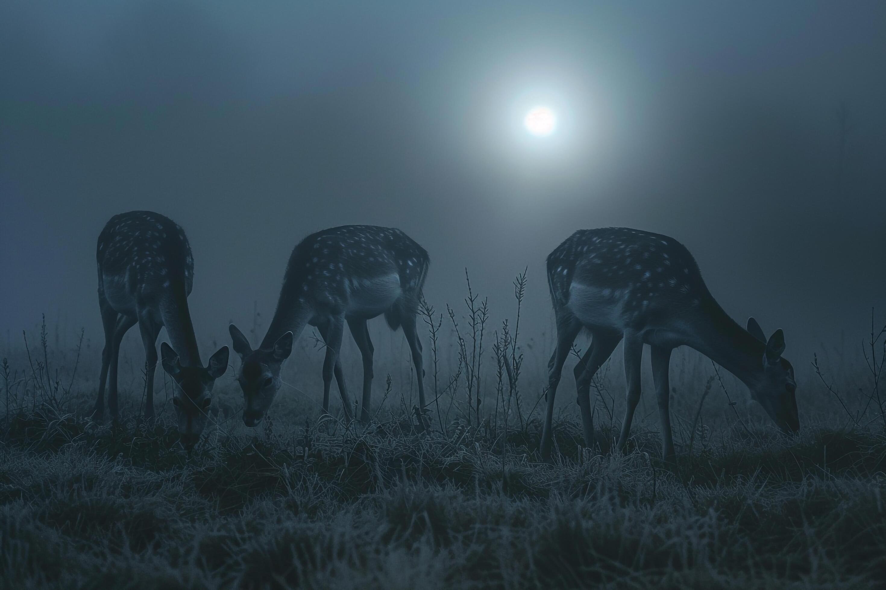 Moonlight Casting Silver Glow on Family of Deer Grazing in Meadow Background in Nature Stock Free