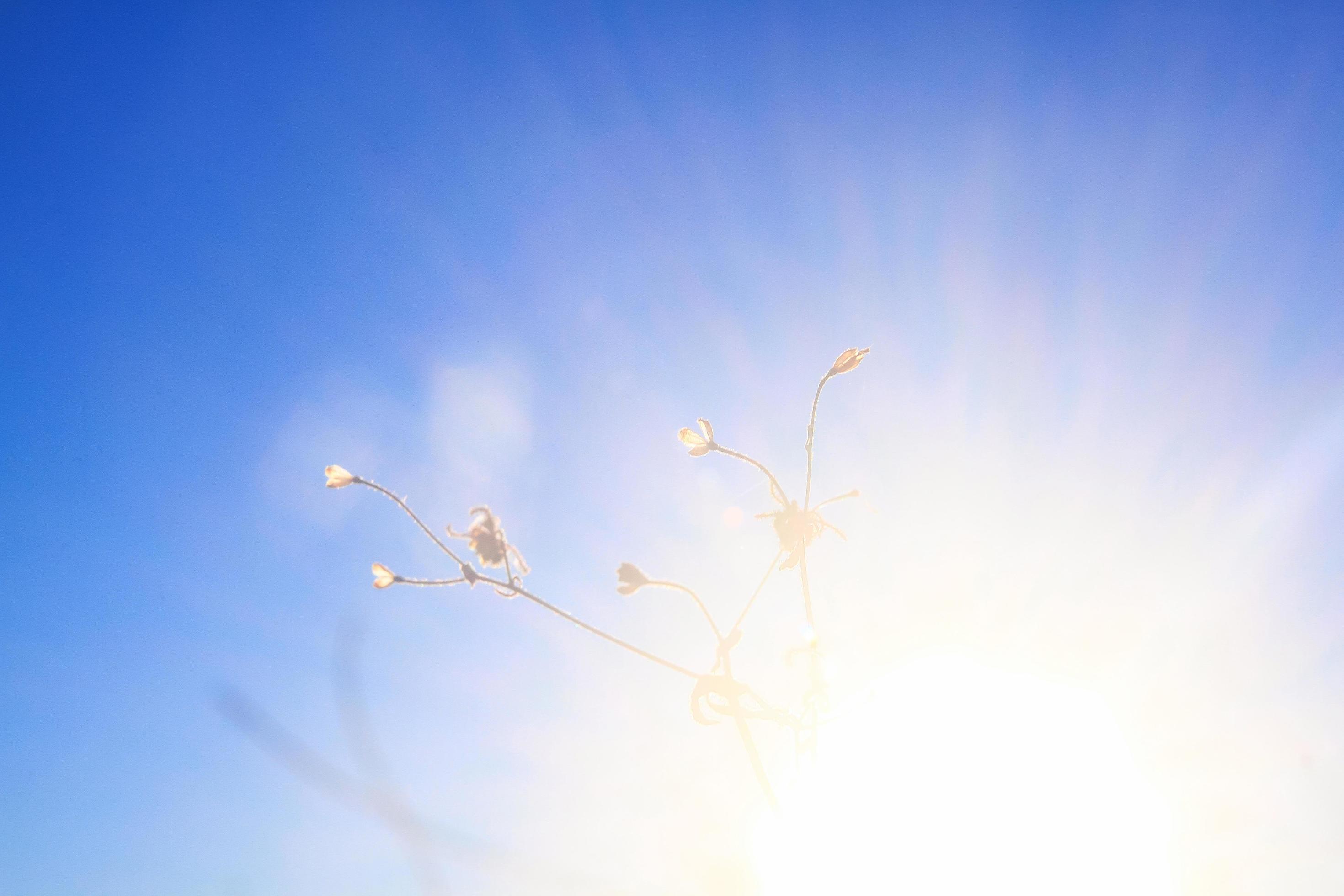 Silhouette golden light with blurred wild grass flowers in sunset blossom with bluesky in forest. Stock Free