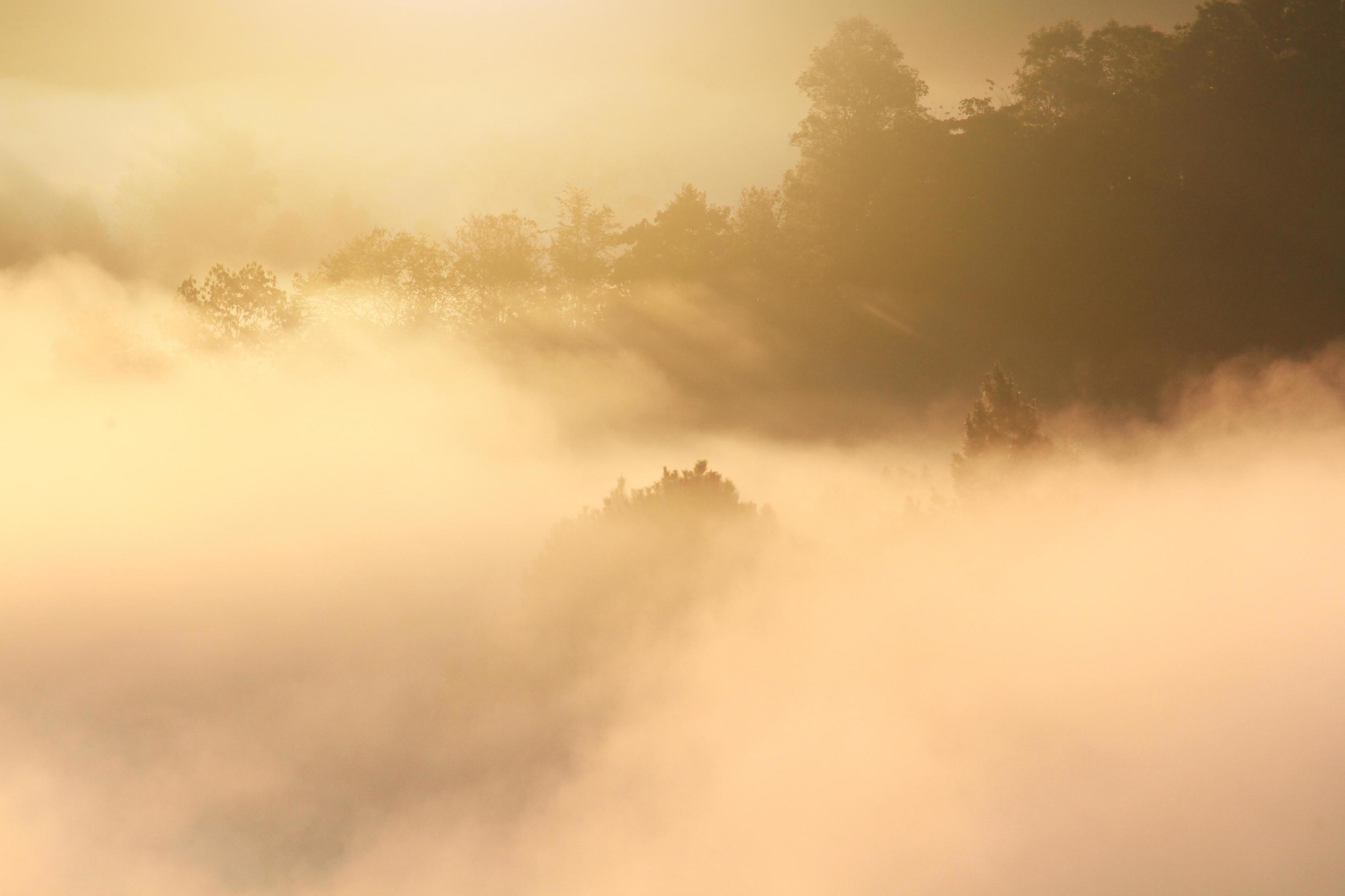 Golden light in Forested and mountain with sunrise in morning mist.Fog cover the jungle hill in Thailand Stock Free