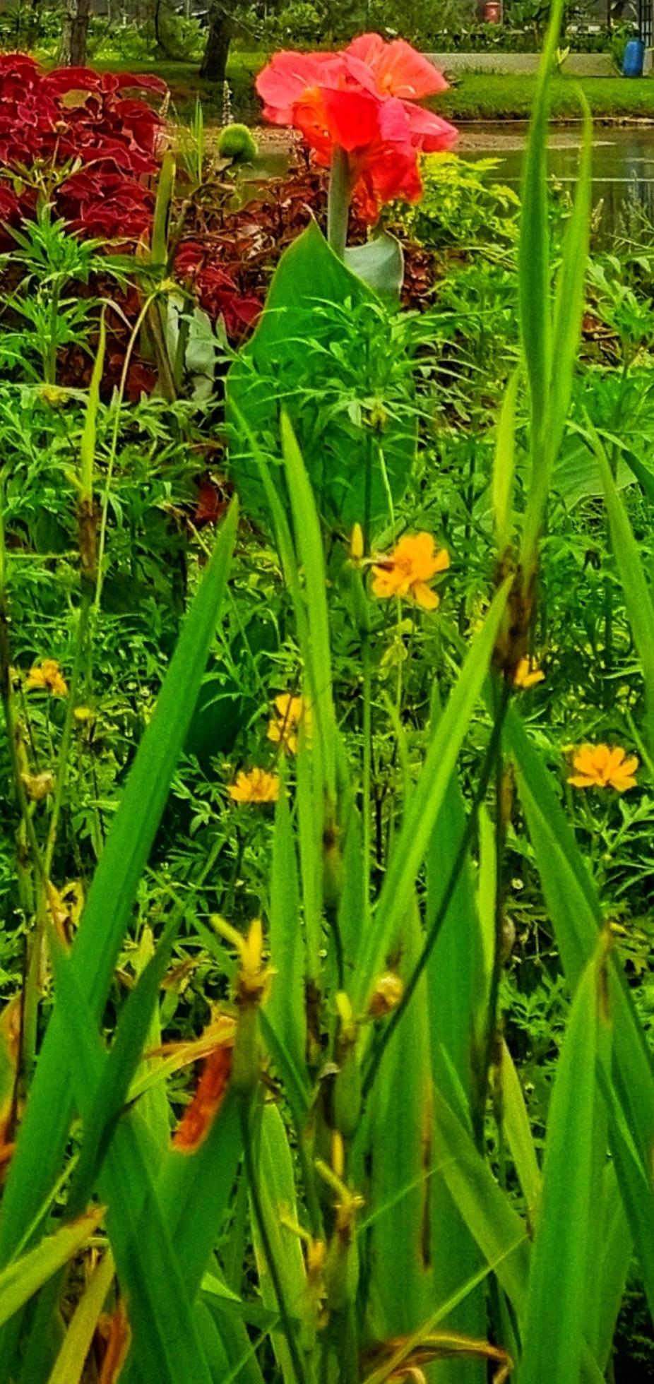 Crocosmia ‘Lucifer’ is a great plant for the garden with red flowers. Decorative plants. Stock Free