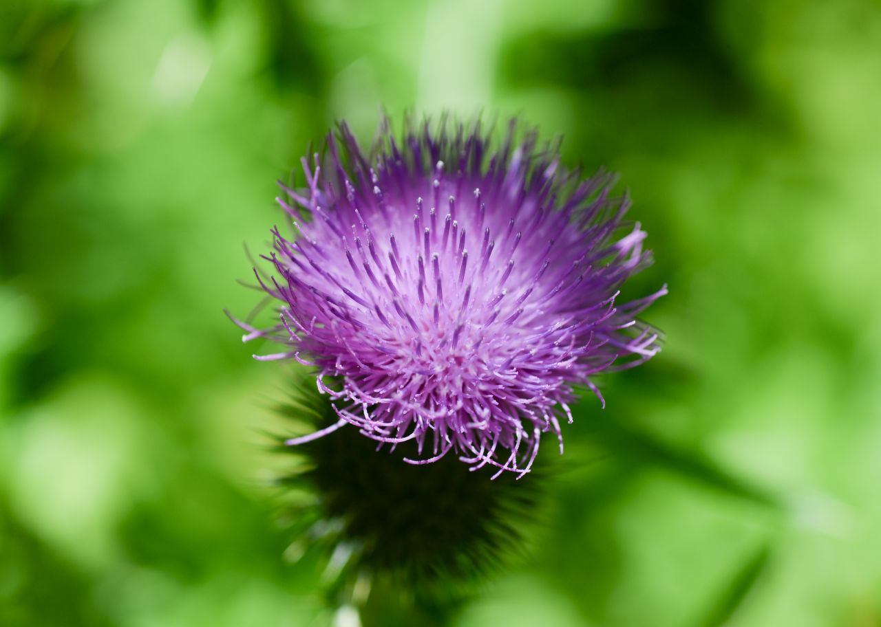 Thistle Stock Free