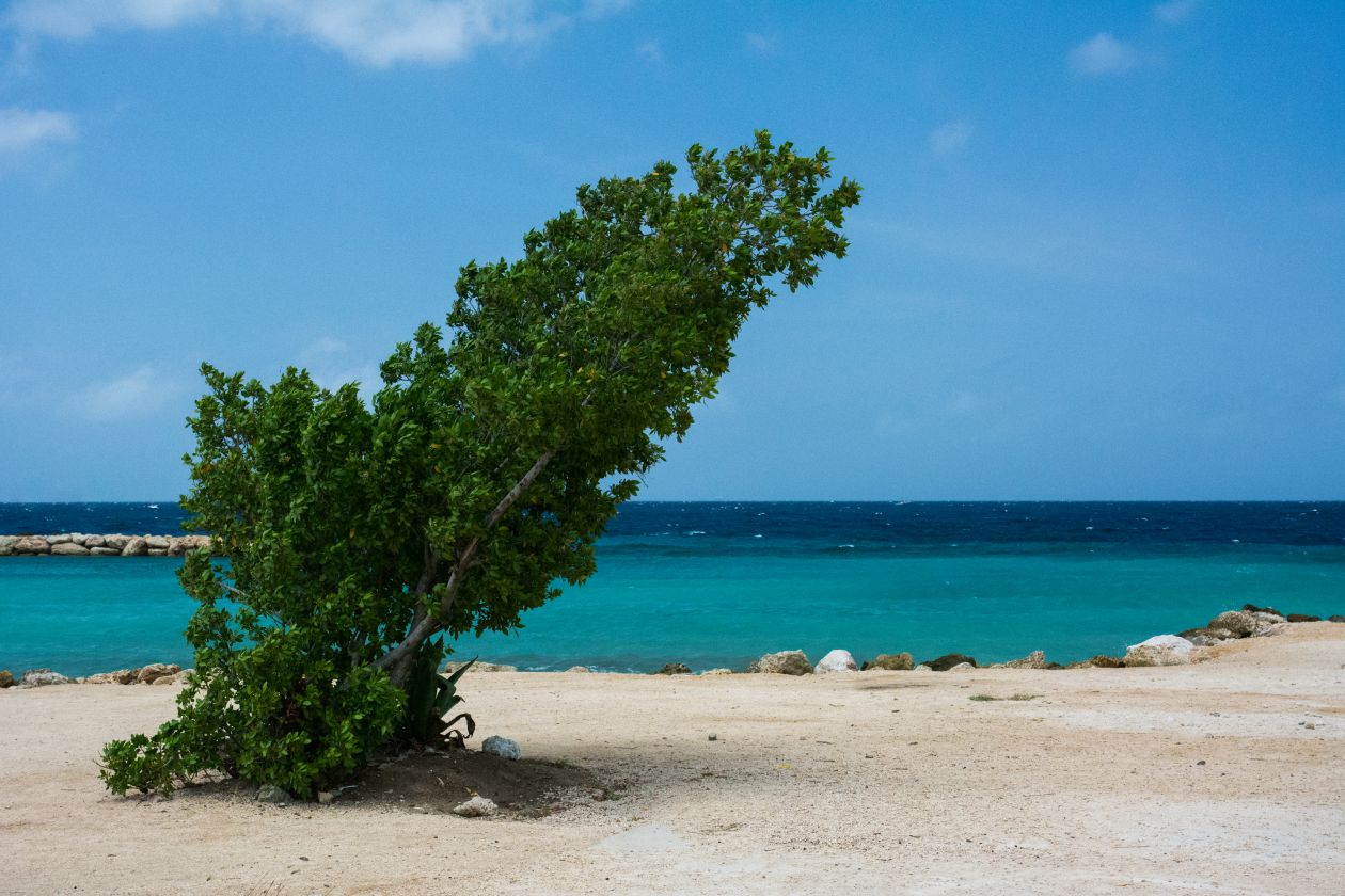 Tree at a beach Stock Free