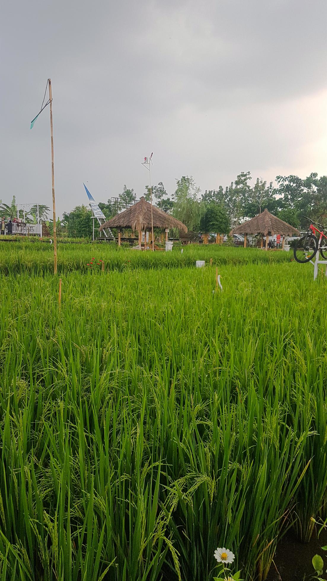 Vertical photo of green rice fields in the afternoon Stock Free