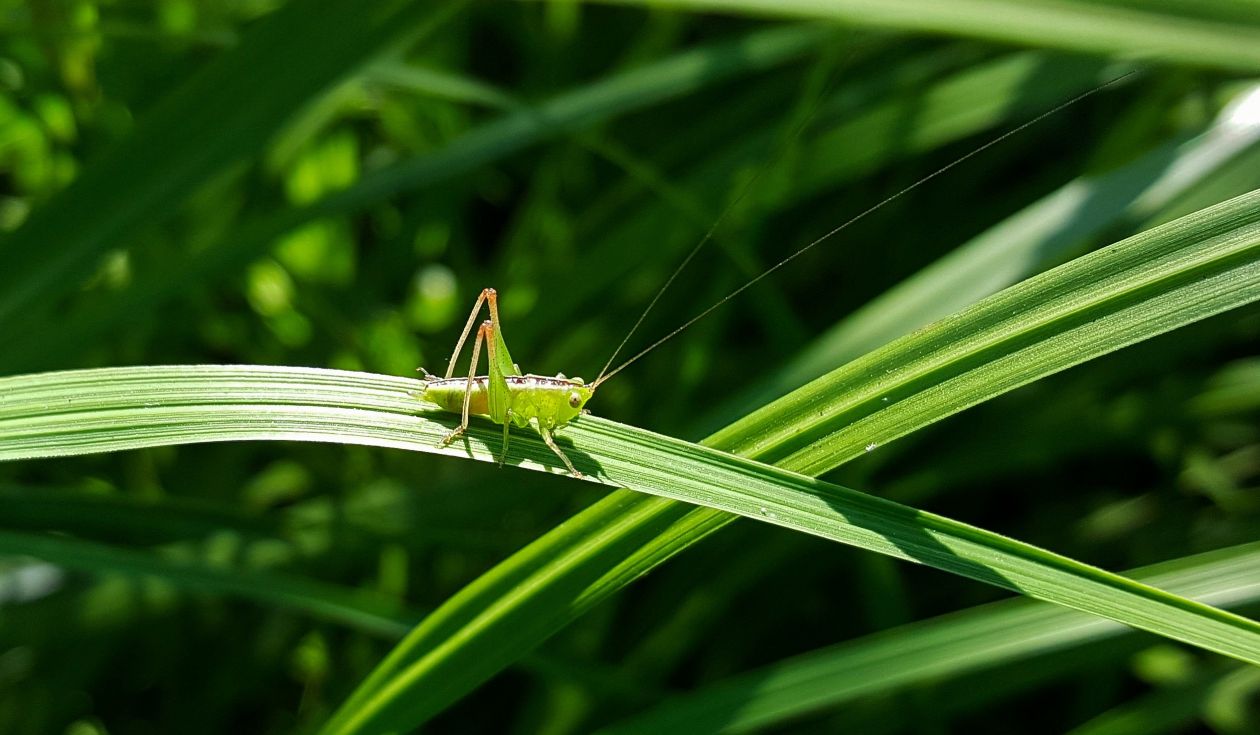 Blade of grass Stock Free