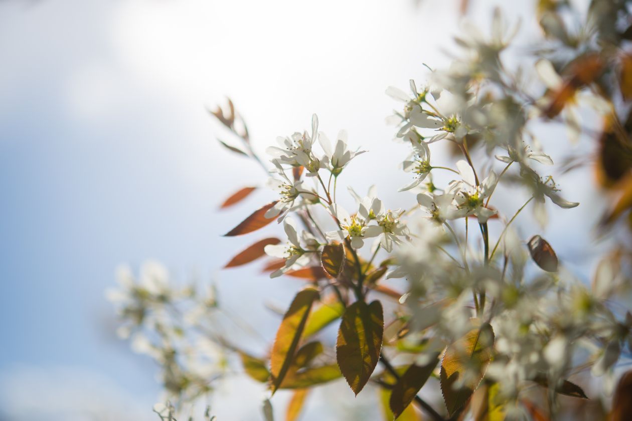 Spring blossom Stock Free