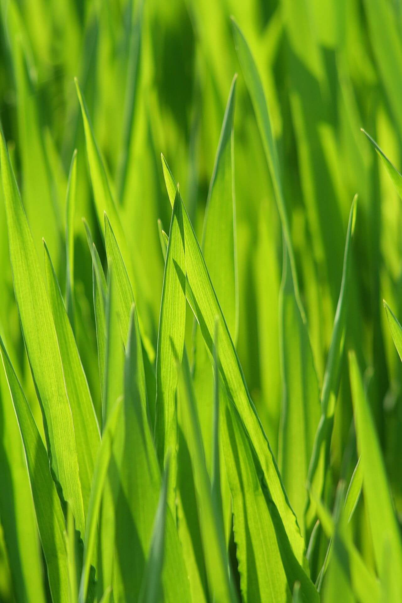 Blade of grass Stock Free