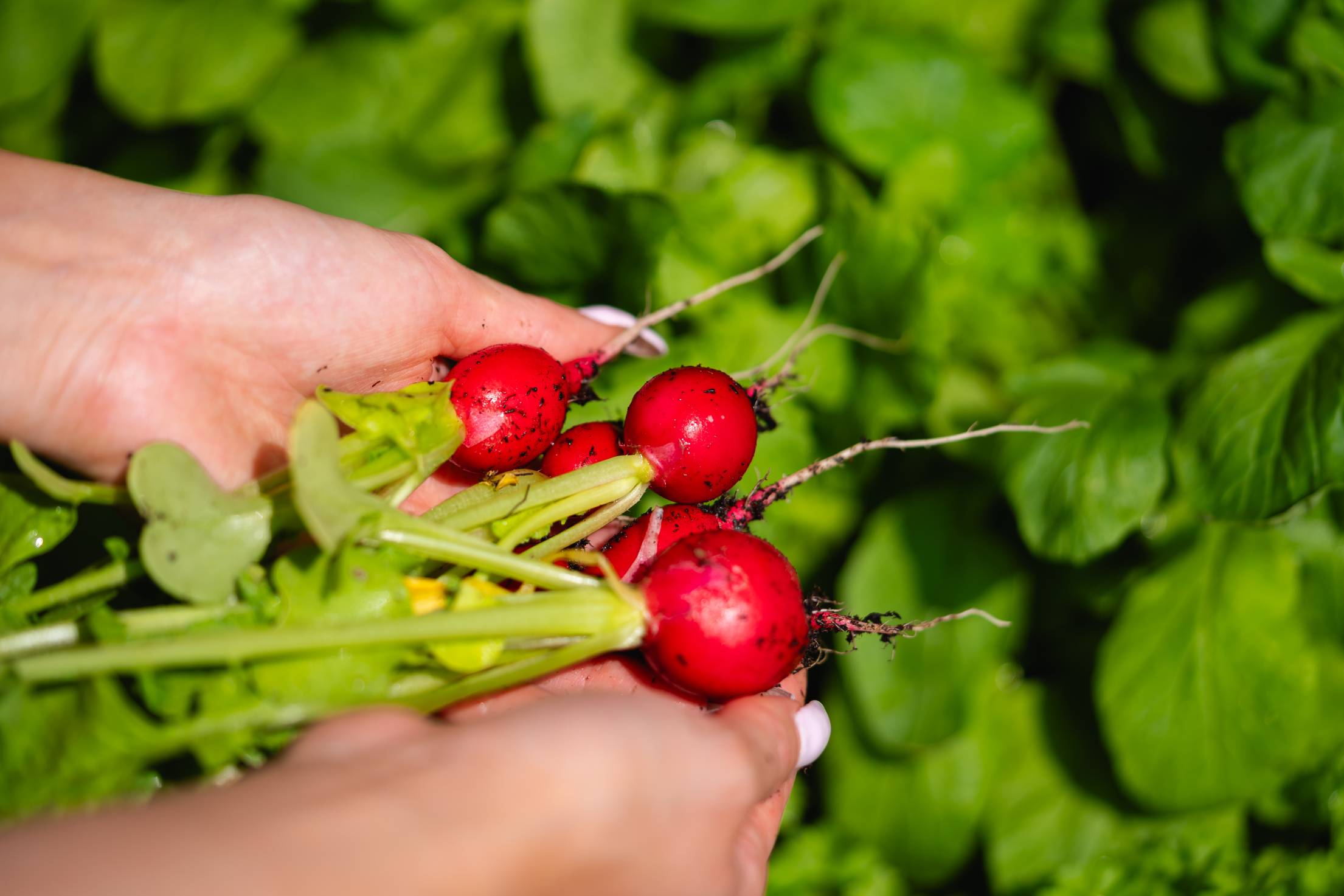 Harvesting Home Grown Radishes Free Photo