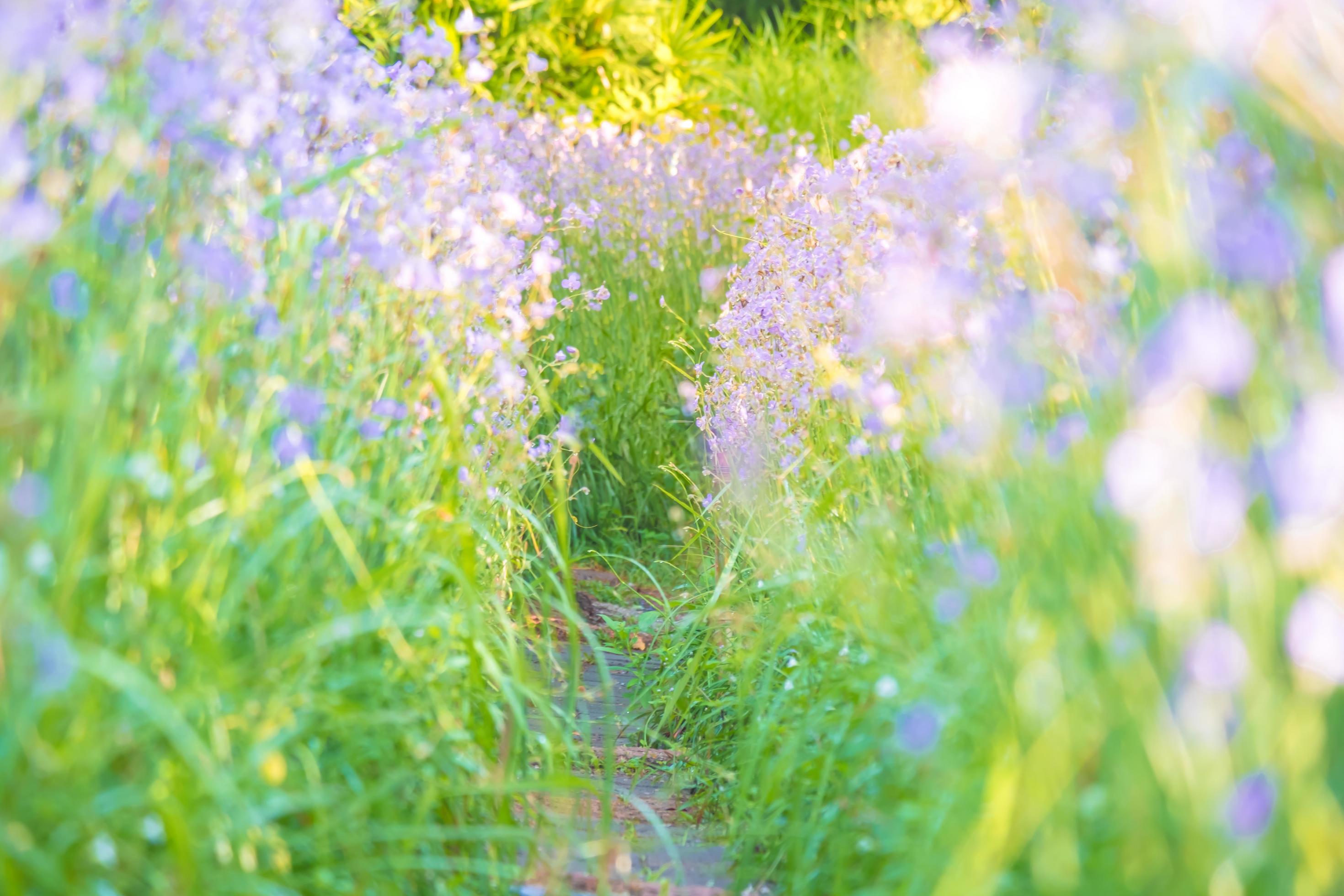 blurred,Purple flower pathway in garden with refreshing in the morning Stock Free