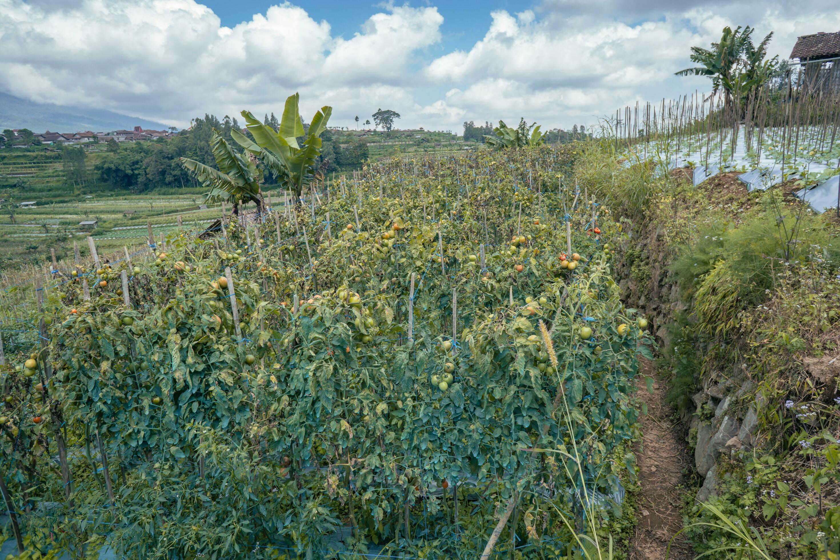 Chili and tomato garden field when springtime. The photo is suitable to use for garden field content media, nature poster and farm background. Stock Free