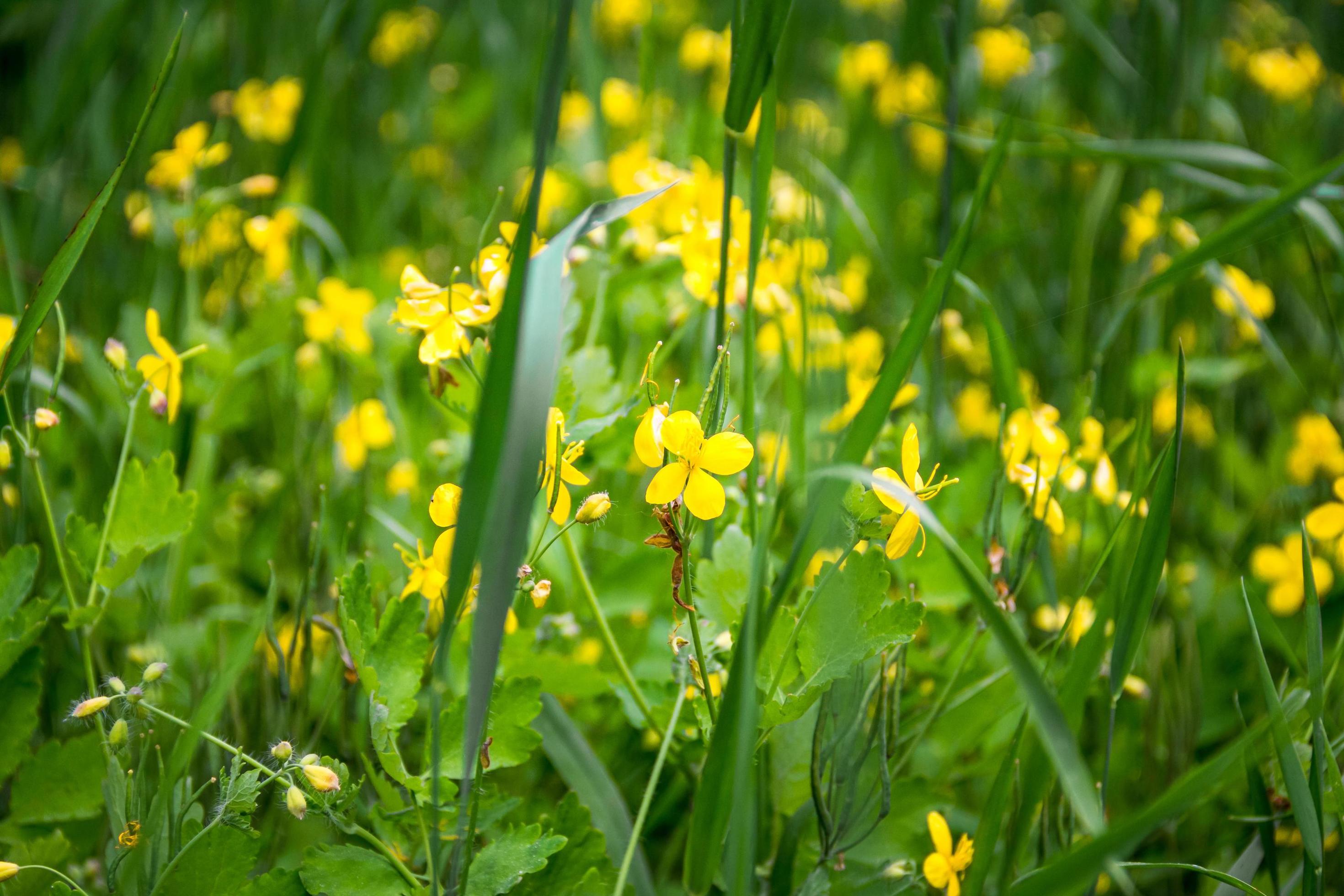 Delicate flowers of celandine Chelidonium in grass. Beautiful banner or postcard. Stock Free