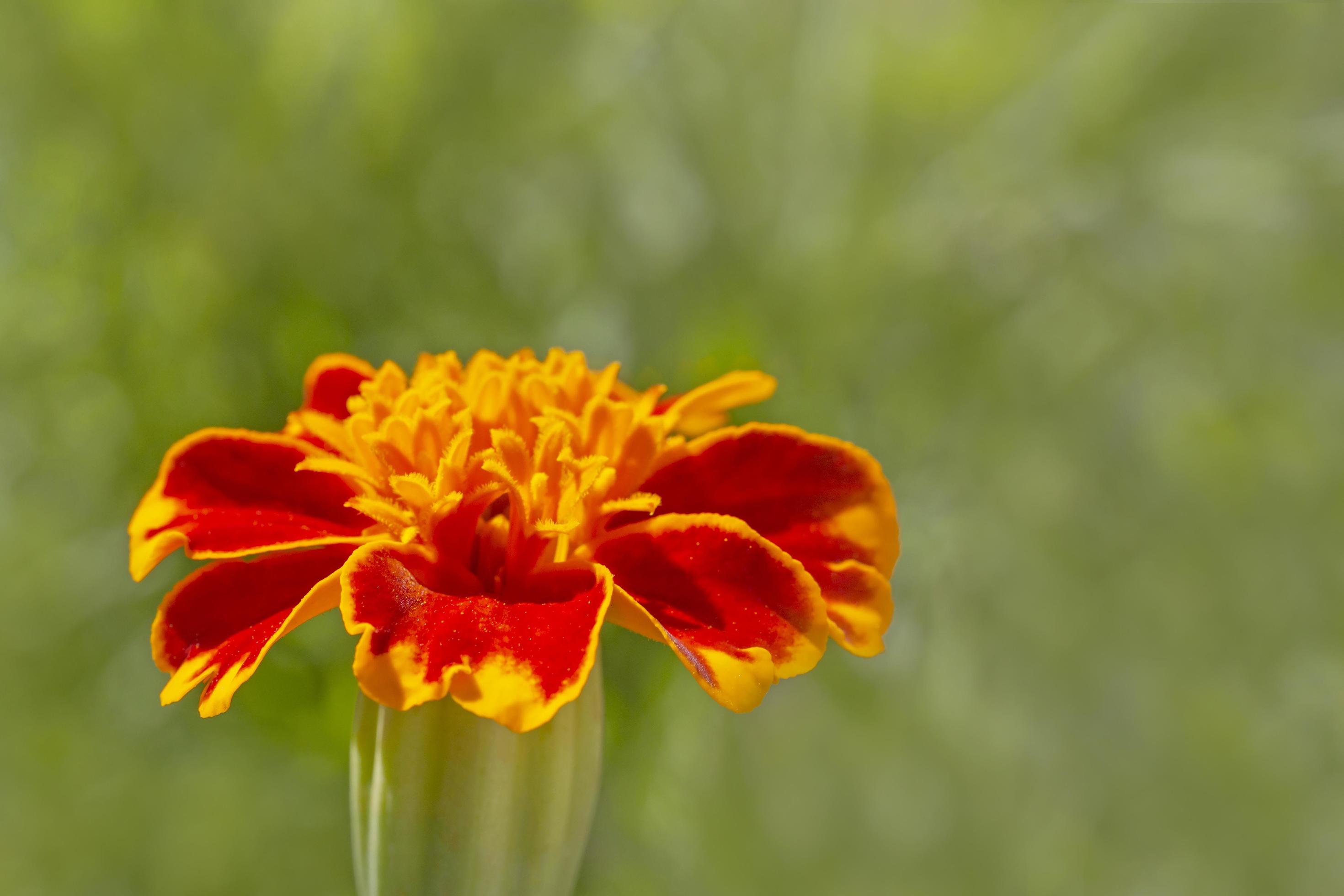 close up of marigold flower Stock Free