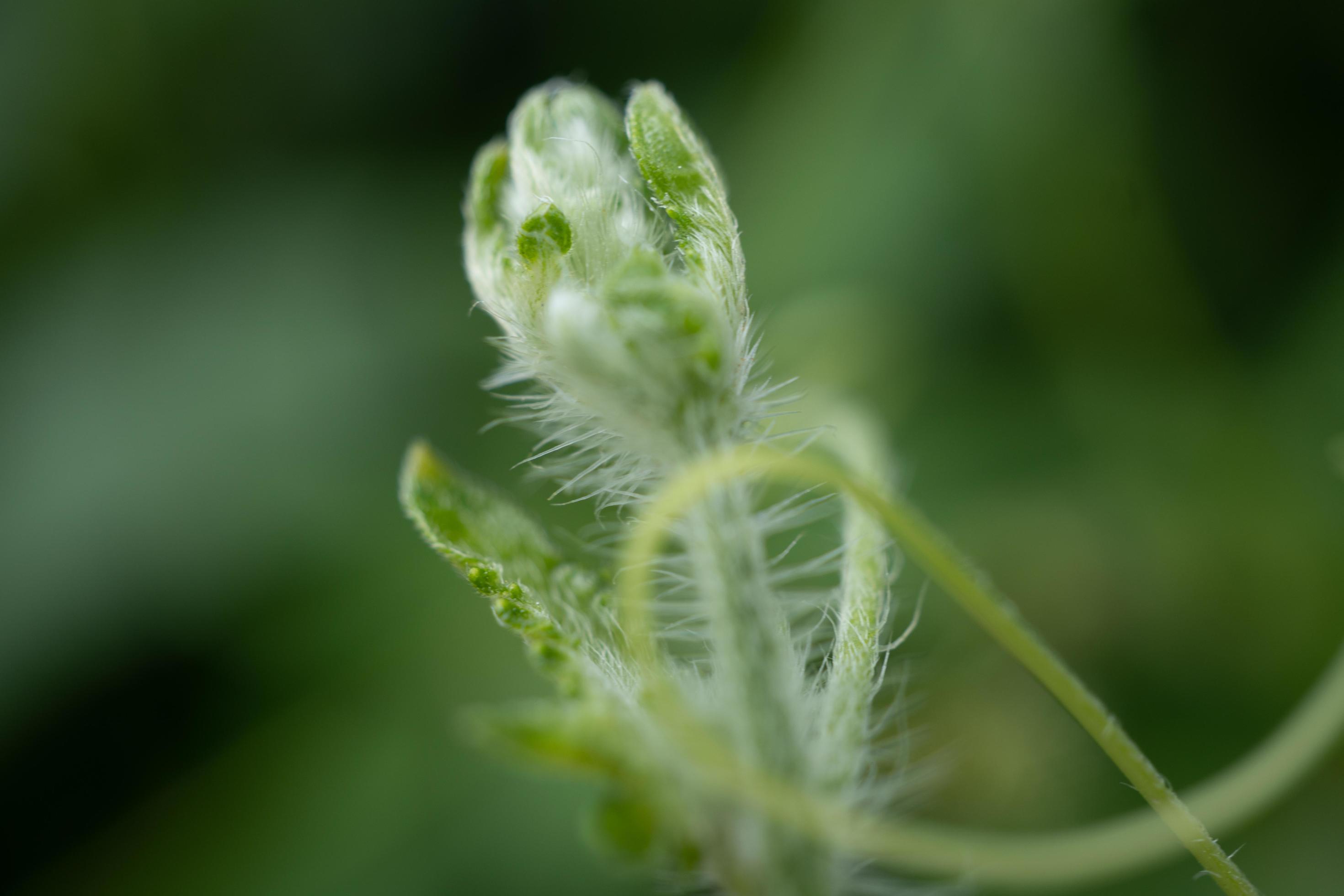 Green shoots of wild flower when spring time. The photo is suitable to use for nature background, botanical content media and nature poster. Stock Free