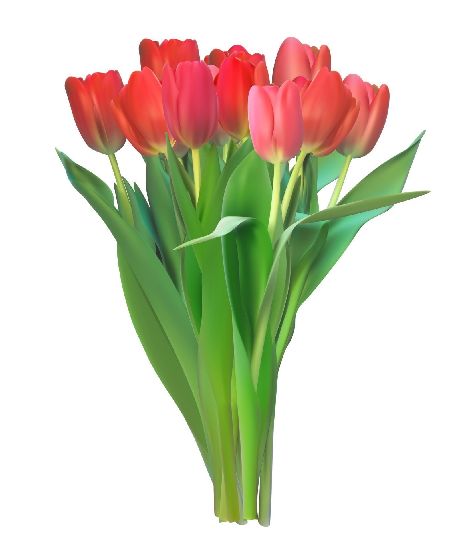 Realistic Vector Illustration Colorful Tulips. Red Flowers on Light Background Stock Free