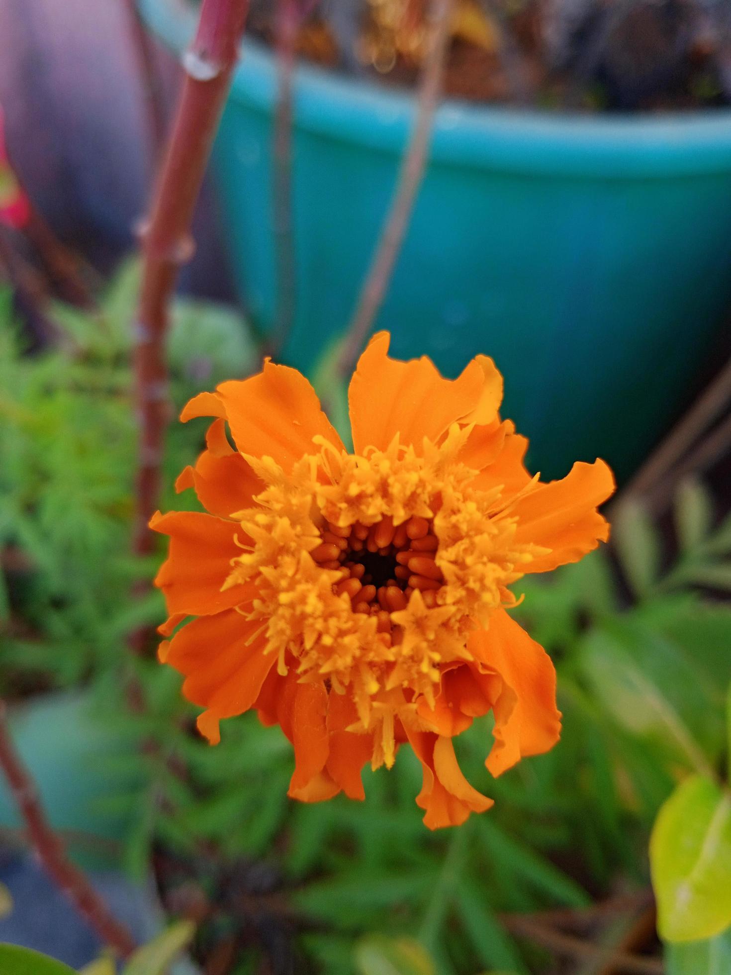 
									Marigold flower with green leaves Stock Free