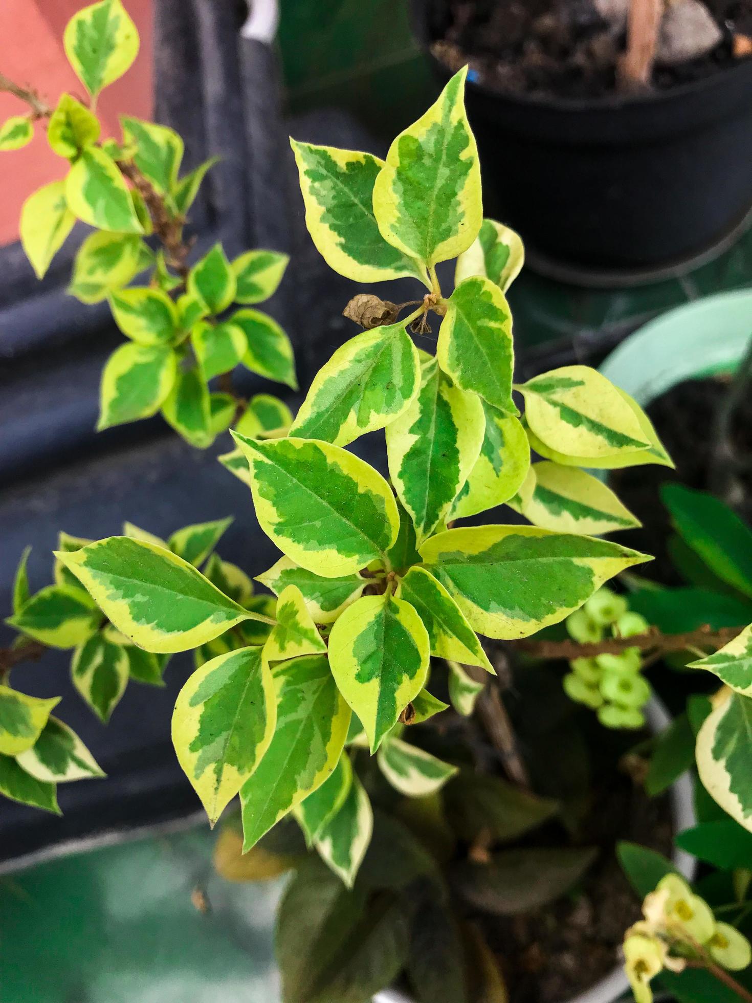 Brunnera macrophylla variegata in spring garden. Blue flowers of brunnera variegata in springtime Stock Free