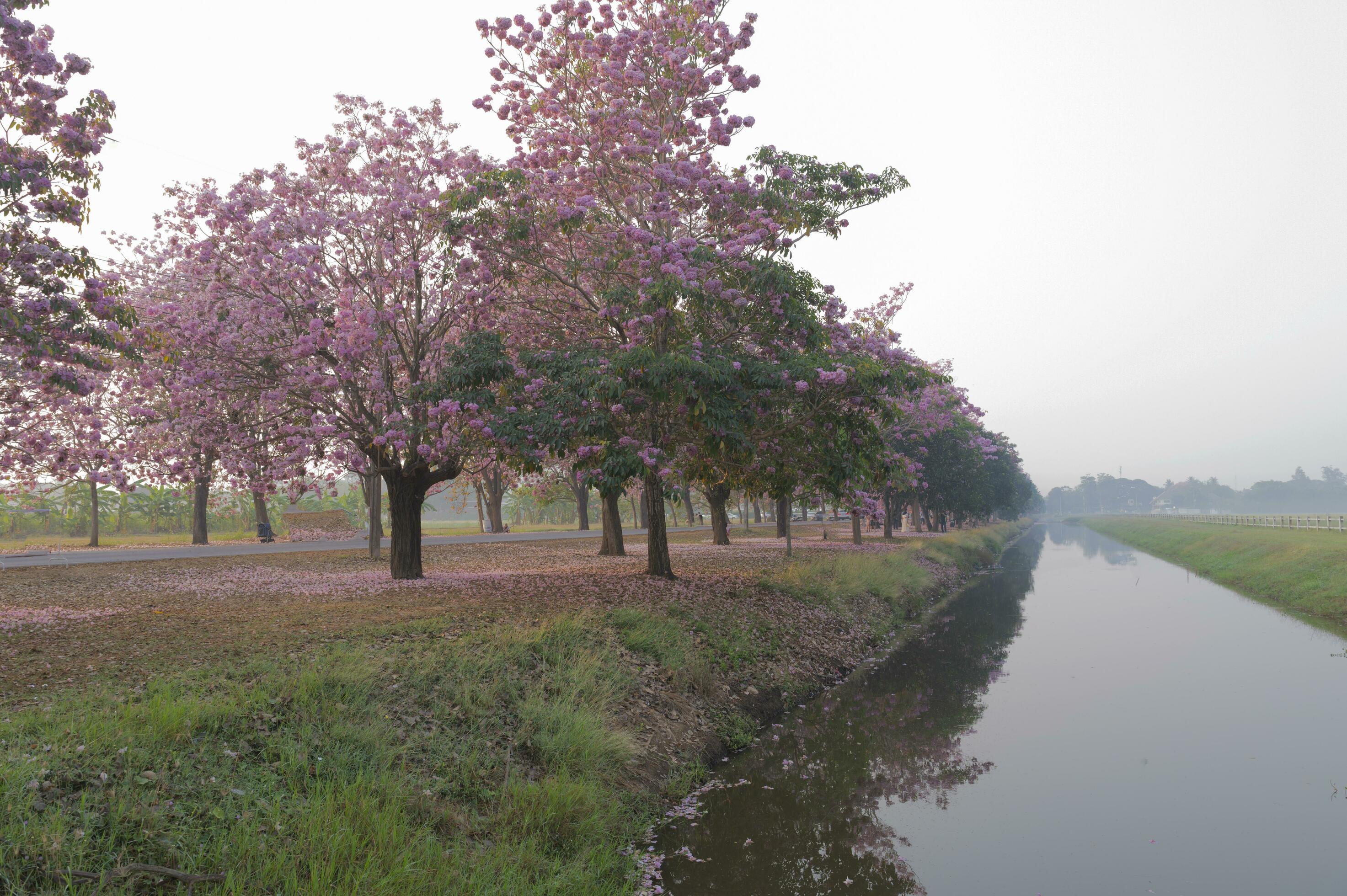 Pink trees in the park, nature background Stock Free